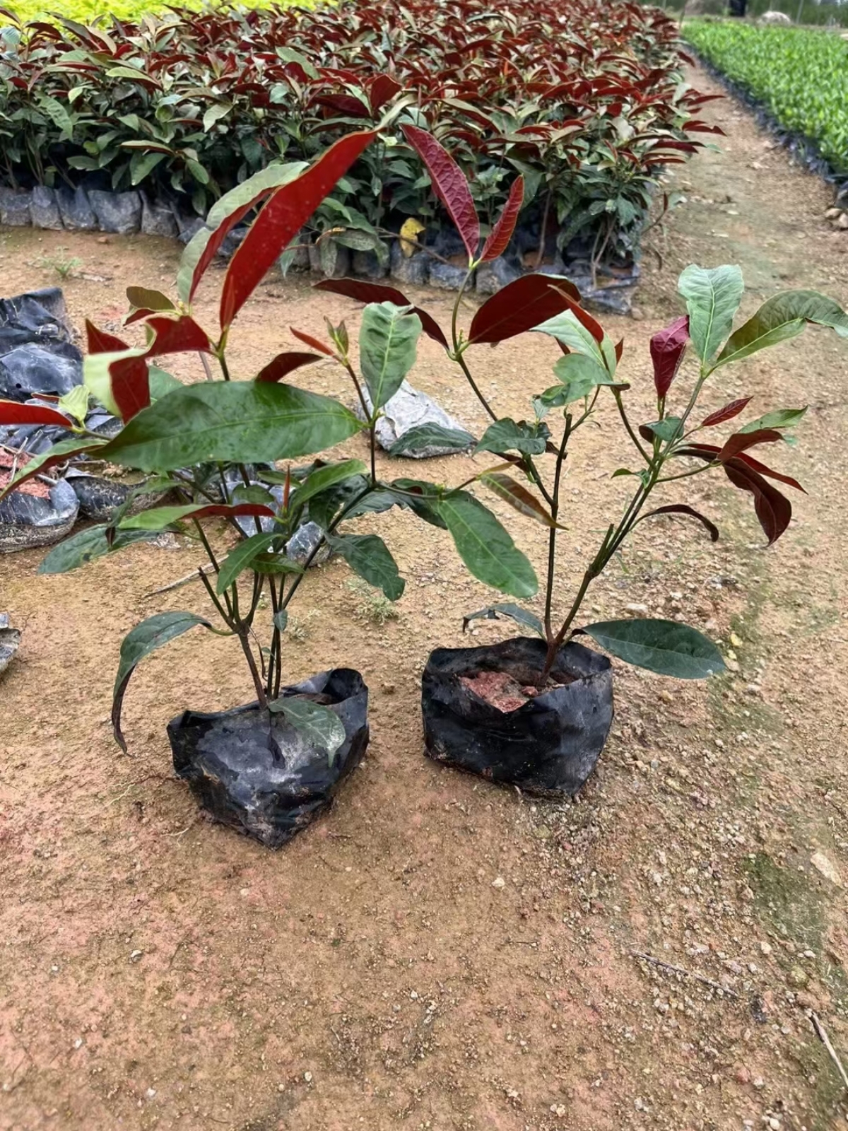 94#红背桂#红背桂基地  瞧这白色塑料袋里的三株小树苗,红绿交错的