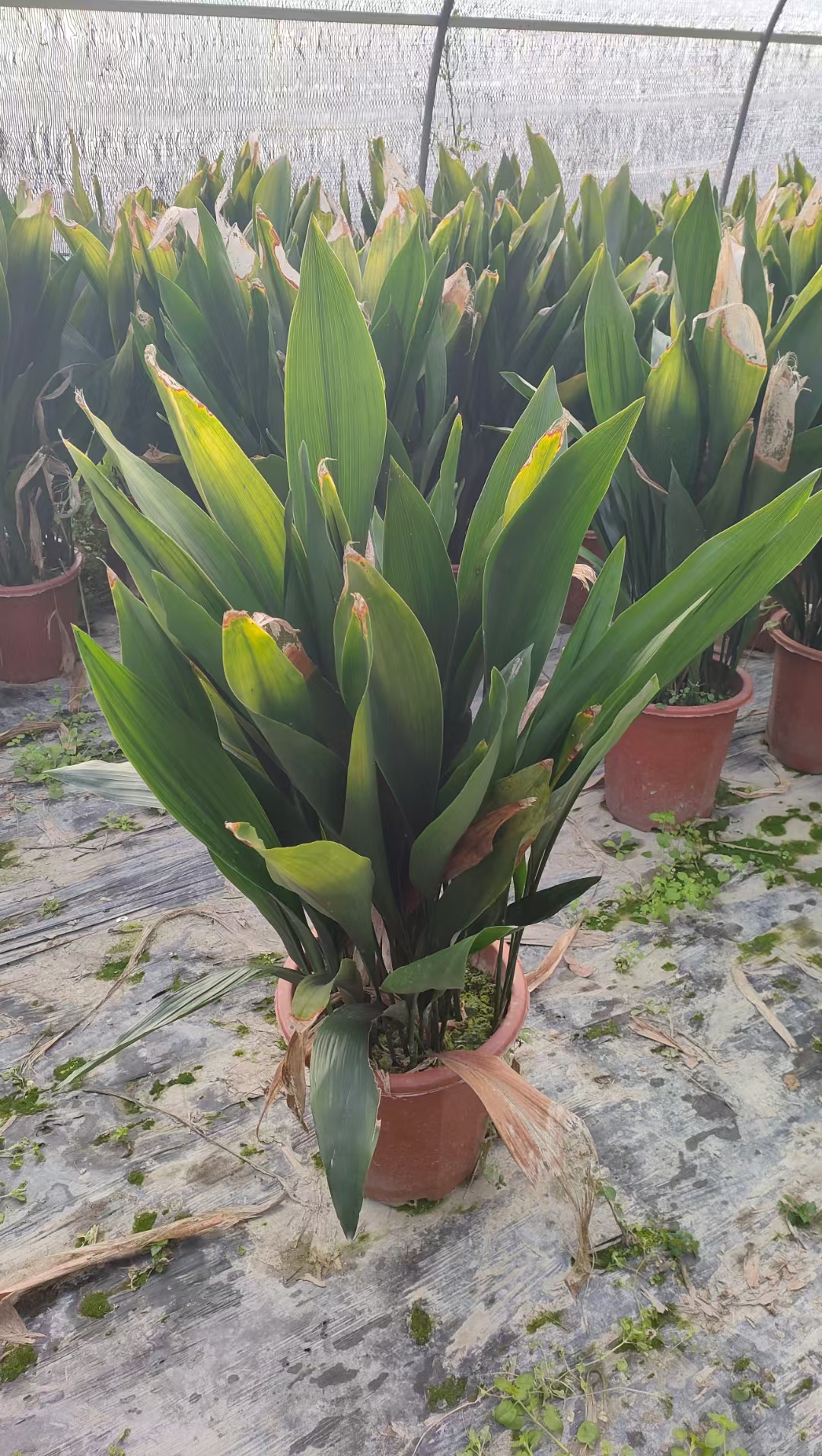 一叶兰原产于中国南方各省区,如西南地区和台湾省等,现中国各地均有