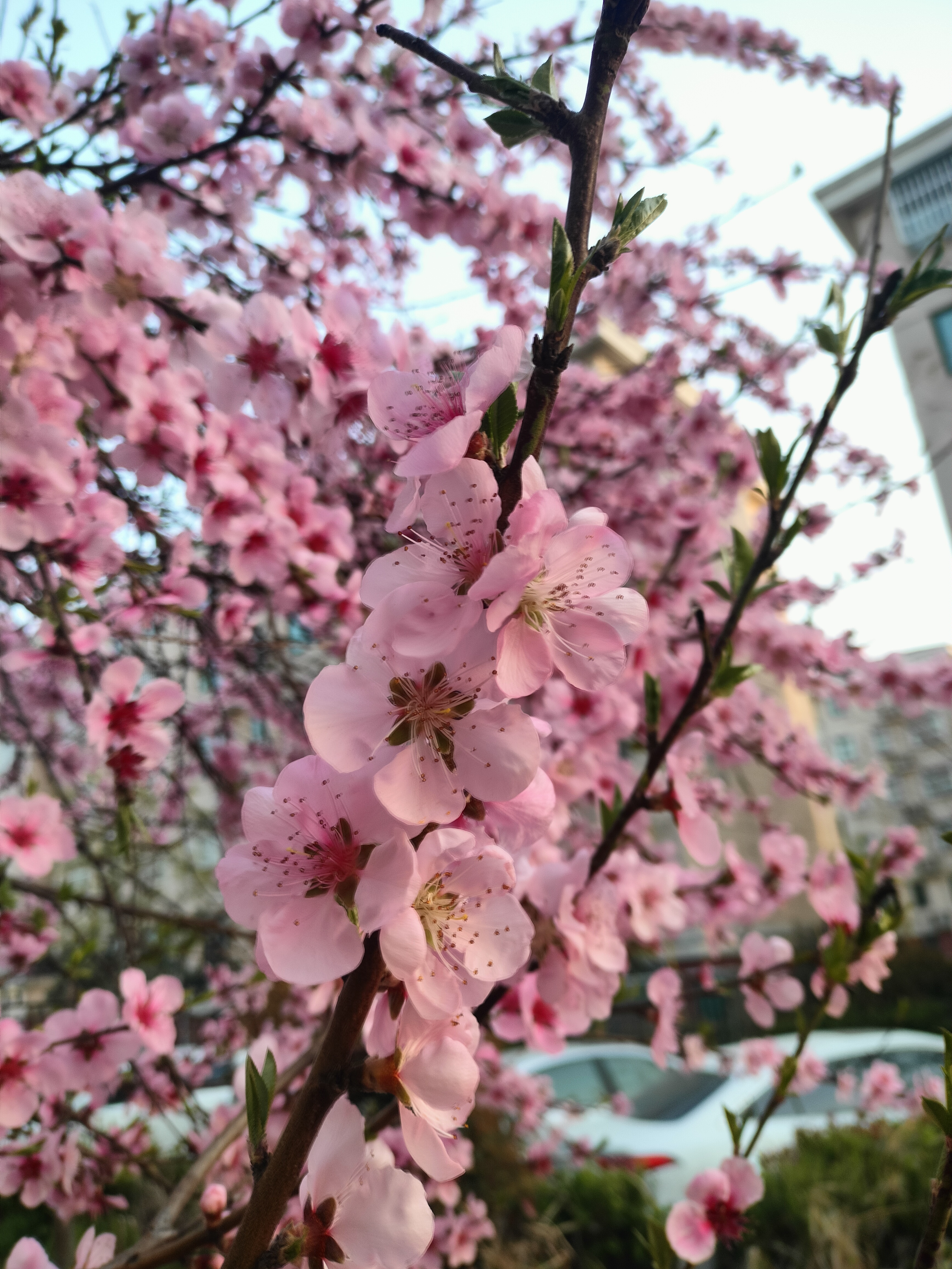 桃花为蔷薇科李属落叶小乔木,高4