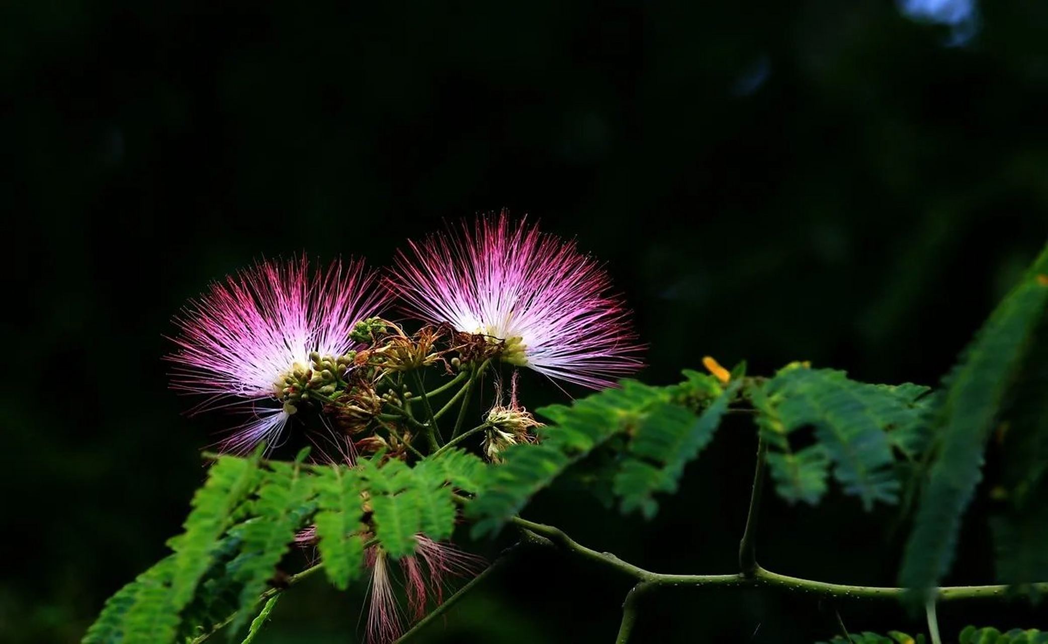 又见合欢花 从来花比人有信, 才入夏,便簪红樱满树.