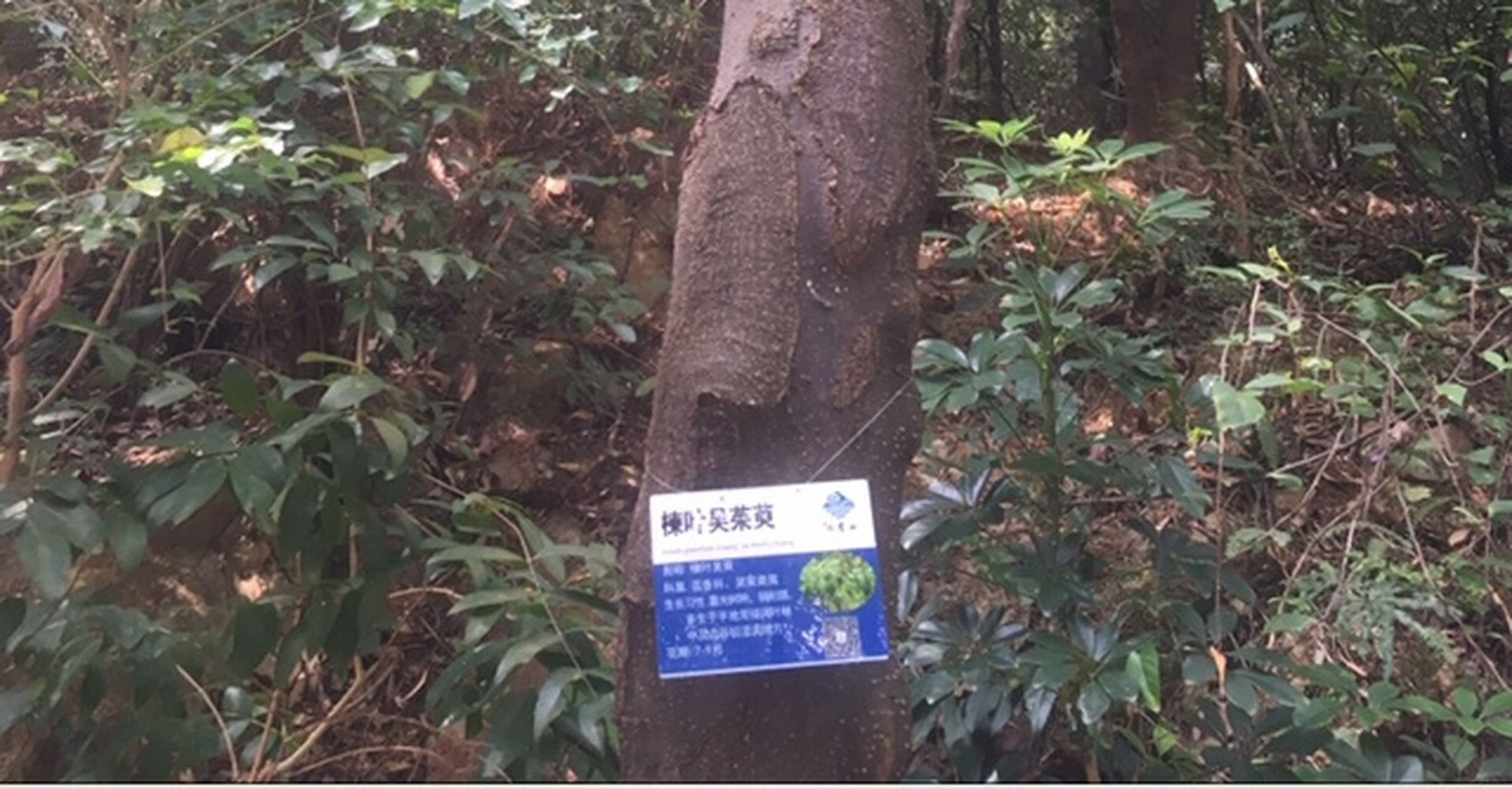 吴茱萸种植什么条件最好
