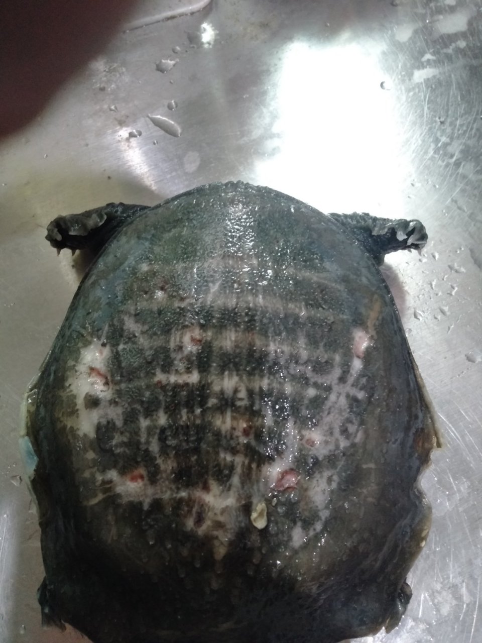 这甲鱼身上都烂了得的是什么病能吃吗?