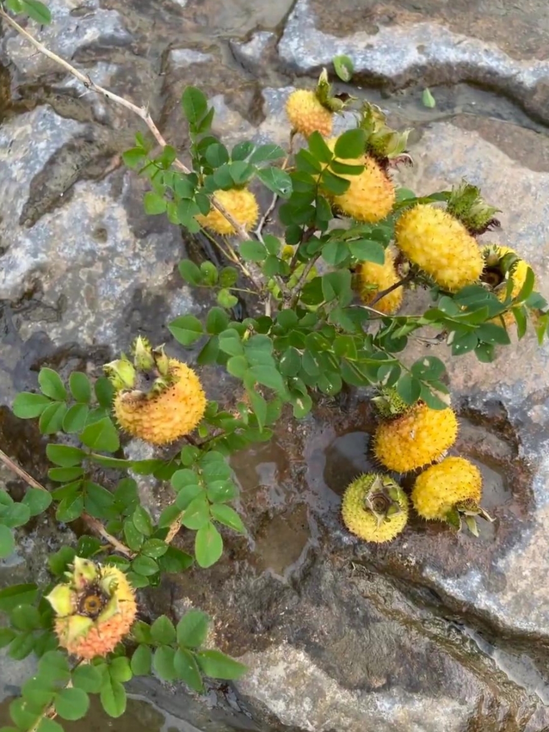 这是什么野果子长在石头缝里,生命力好顽强!