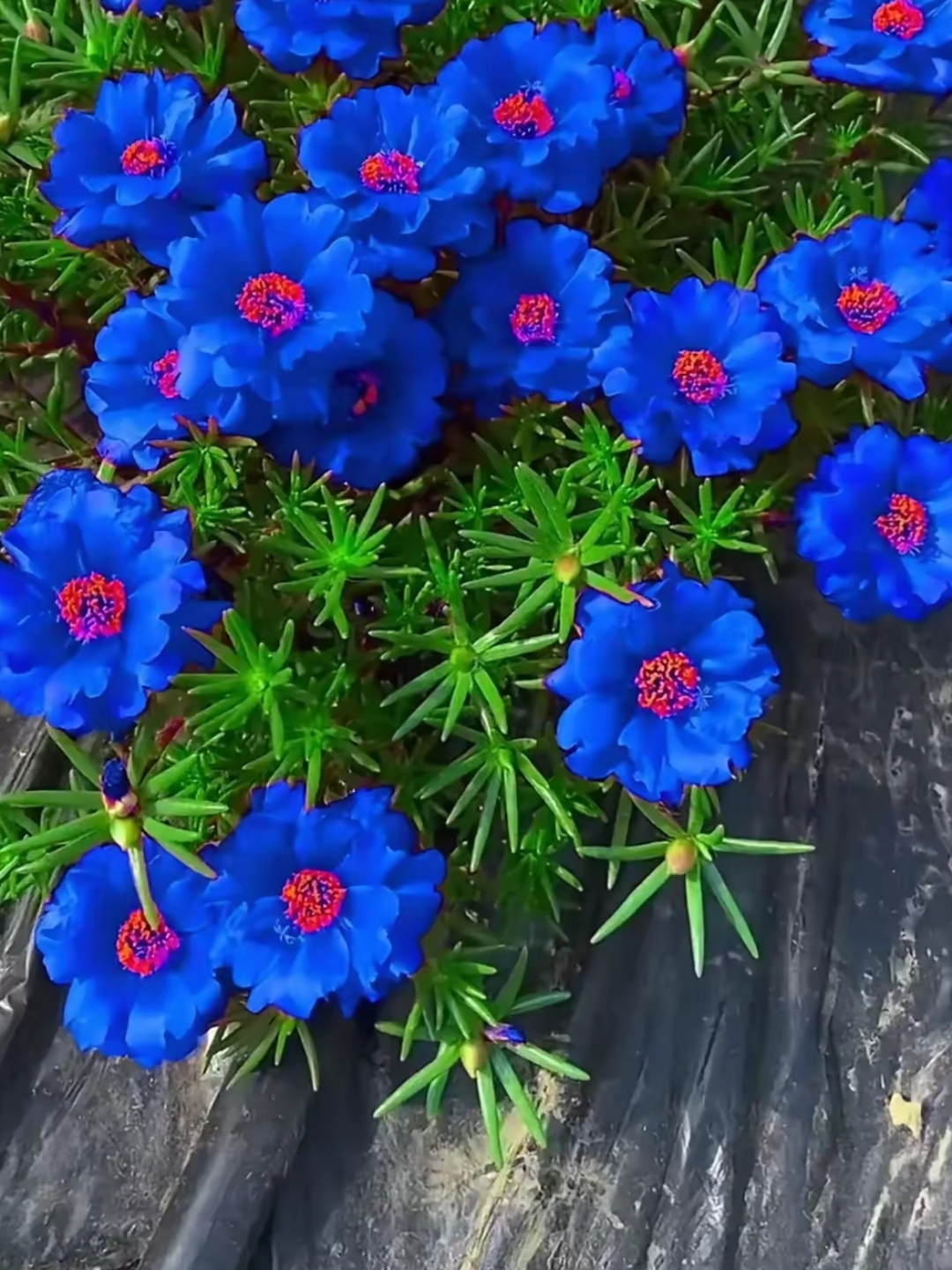 好漂亮的蓝色太阳花,这是我有生以来第一次见到蓝得让人心醉的太阳花