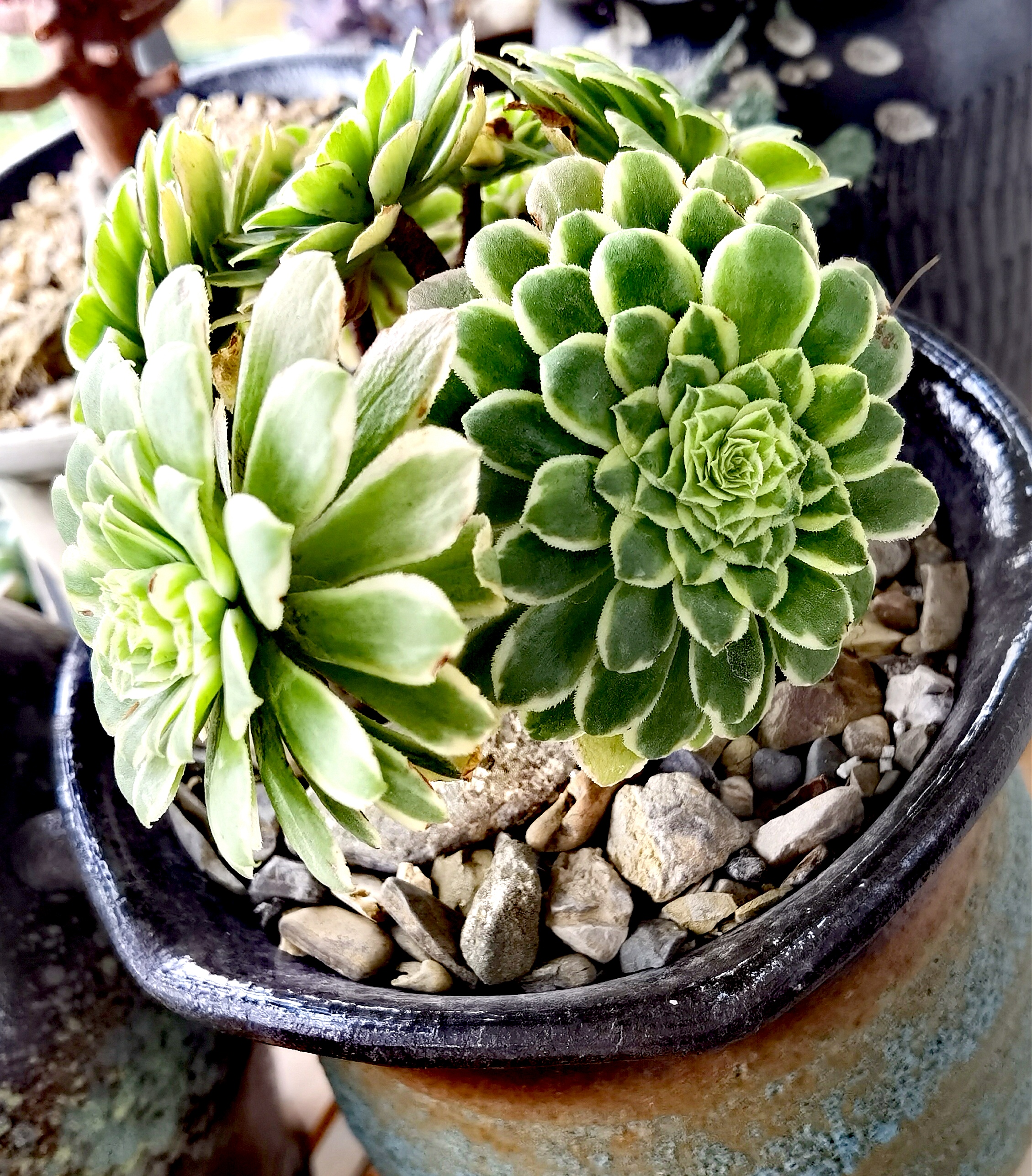 养花种菜小分队# 法师三仙之一翡翠冰:在颜色绚烂多彩的多肉中,拿免