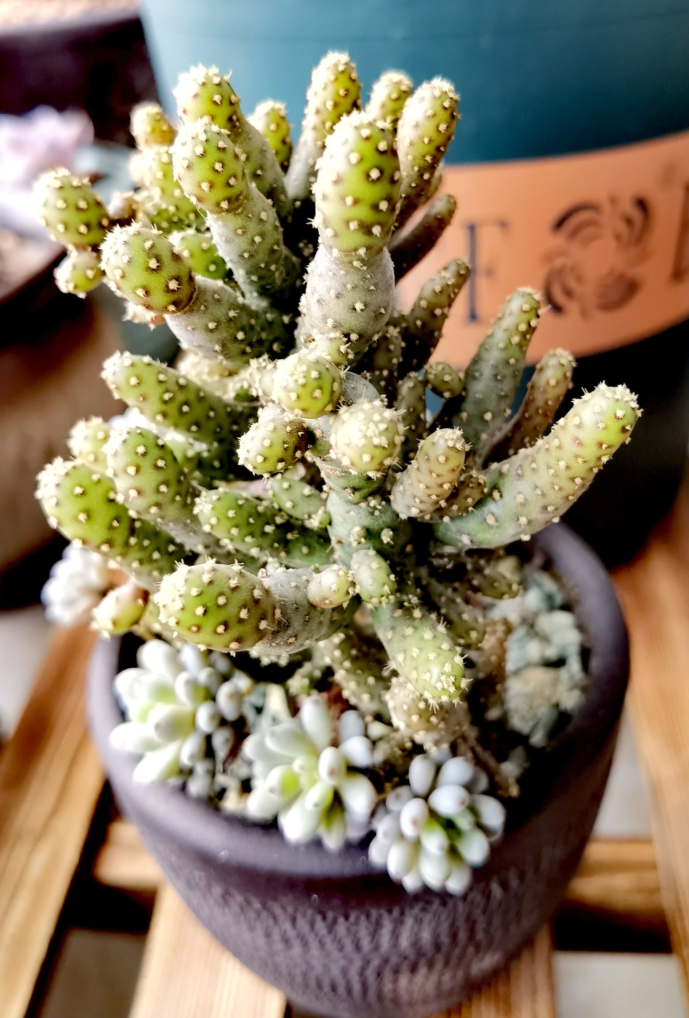 花# #多肉植物# 一颗多肉姬珊瑚的逆袭: 很多年前在某东上买多肉