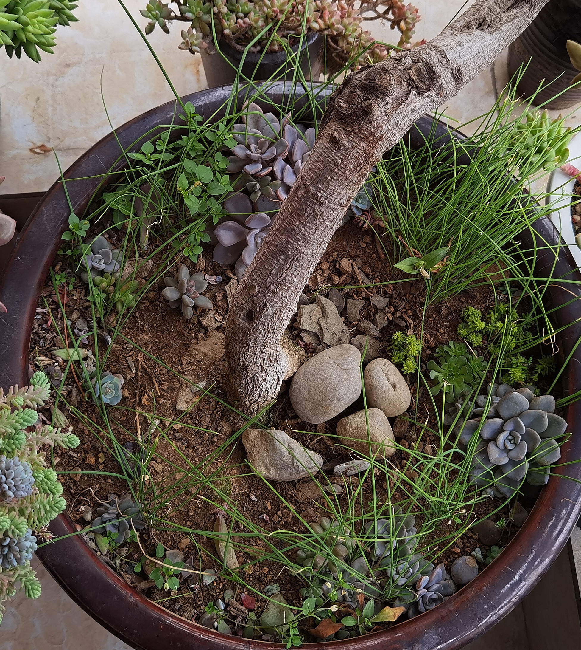 我的冬日养花种菜计划#冬天里的一抹新绿 枯藤老树新芽,野菜野草不死