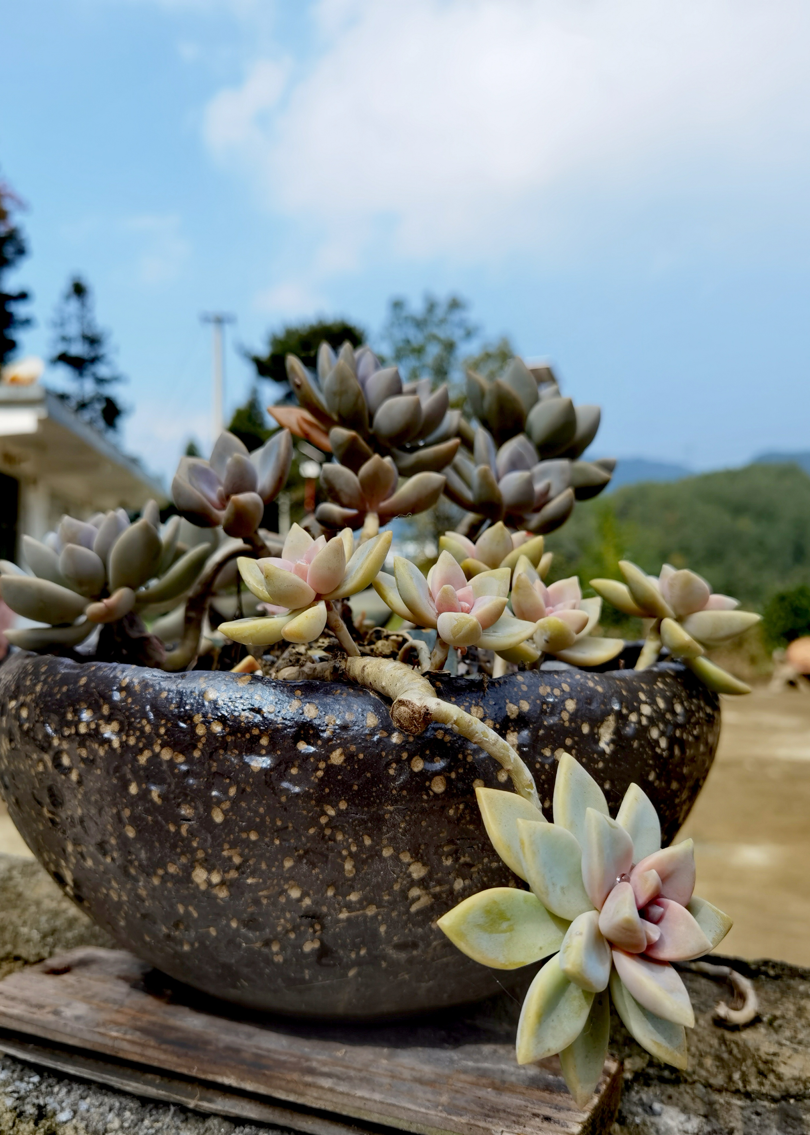 植物朋友# #养花种菜小分队# 蓝天白云绿树环绕的农家小院里,超级美的