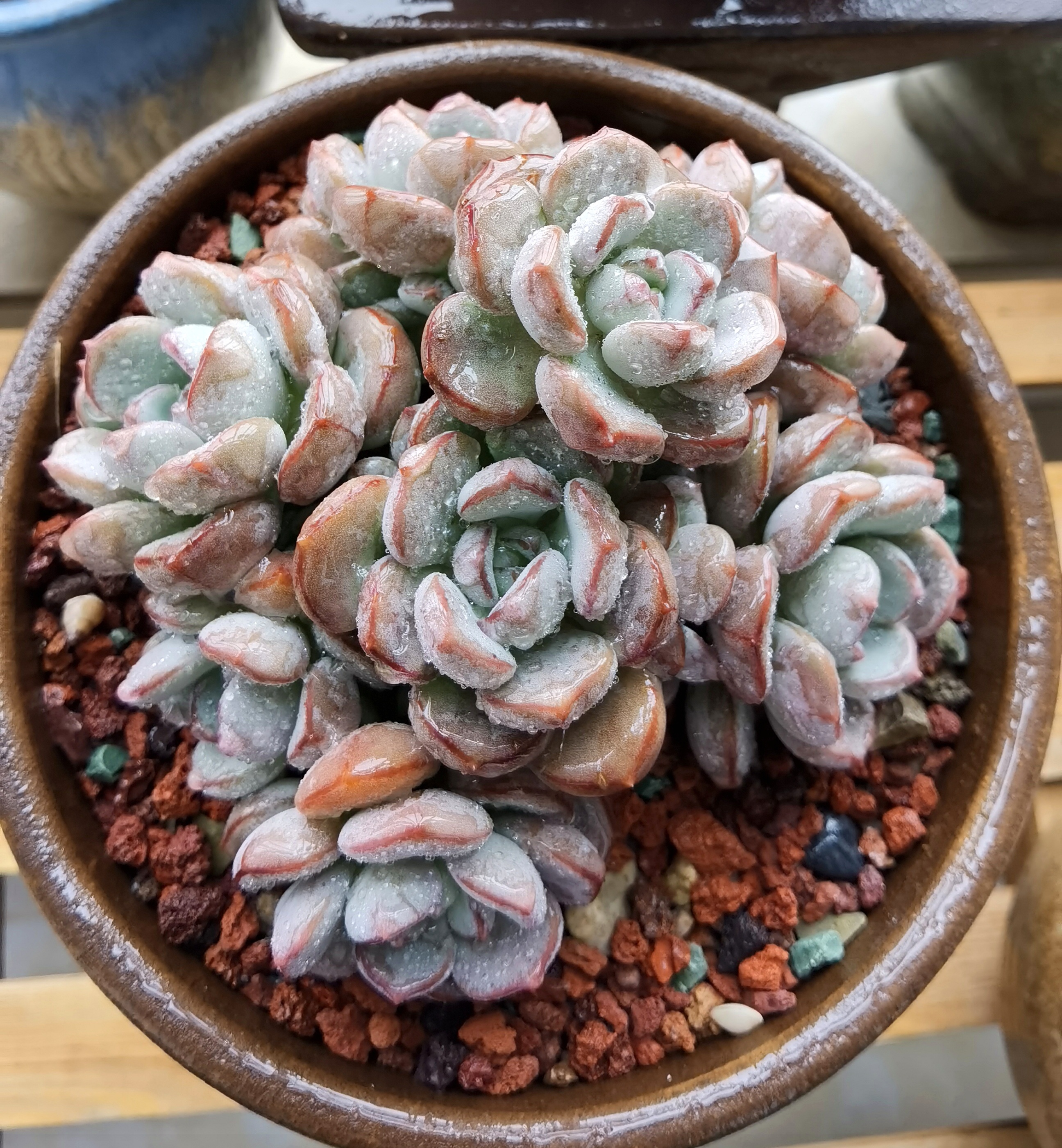 多肉植物# #我的植物朋友# #养花种菜小分队# 多肉蜜桃格林:老品种啦