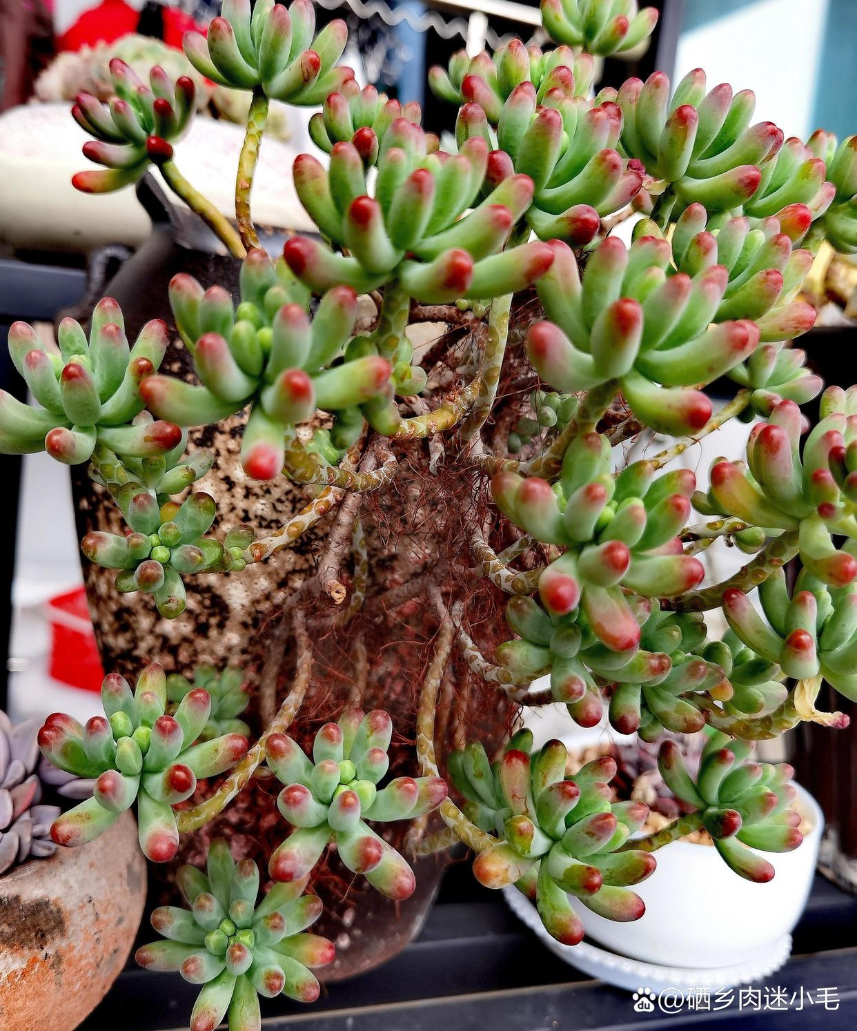 多肉植物# #我的植物朋友# #养花种菜小分队# 挽救一颗多肉乙女械的