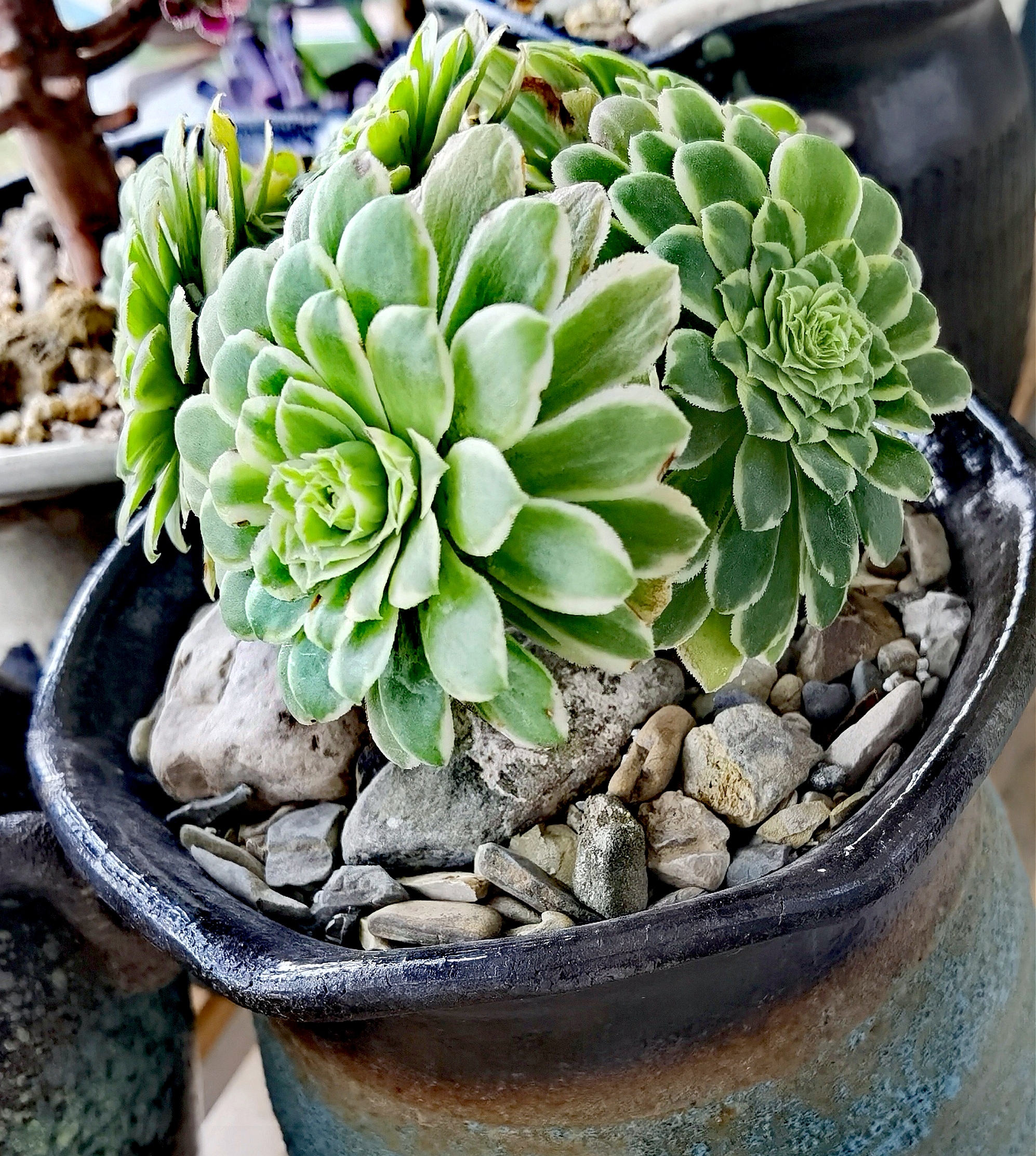 养花种菜小分队# 法师三仙之一翡翠冰:在颜色绚烂多彩的多肉中,拿免