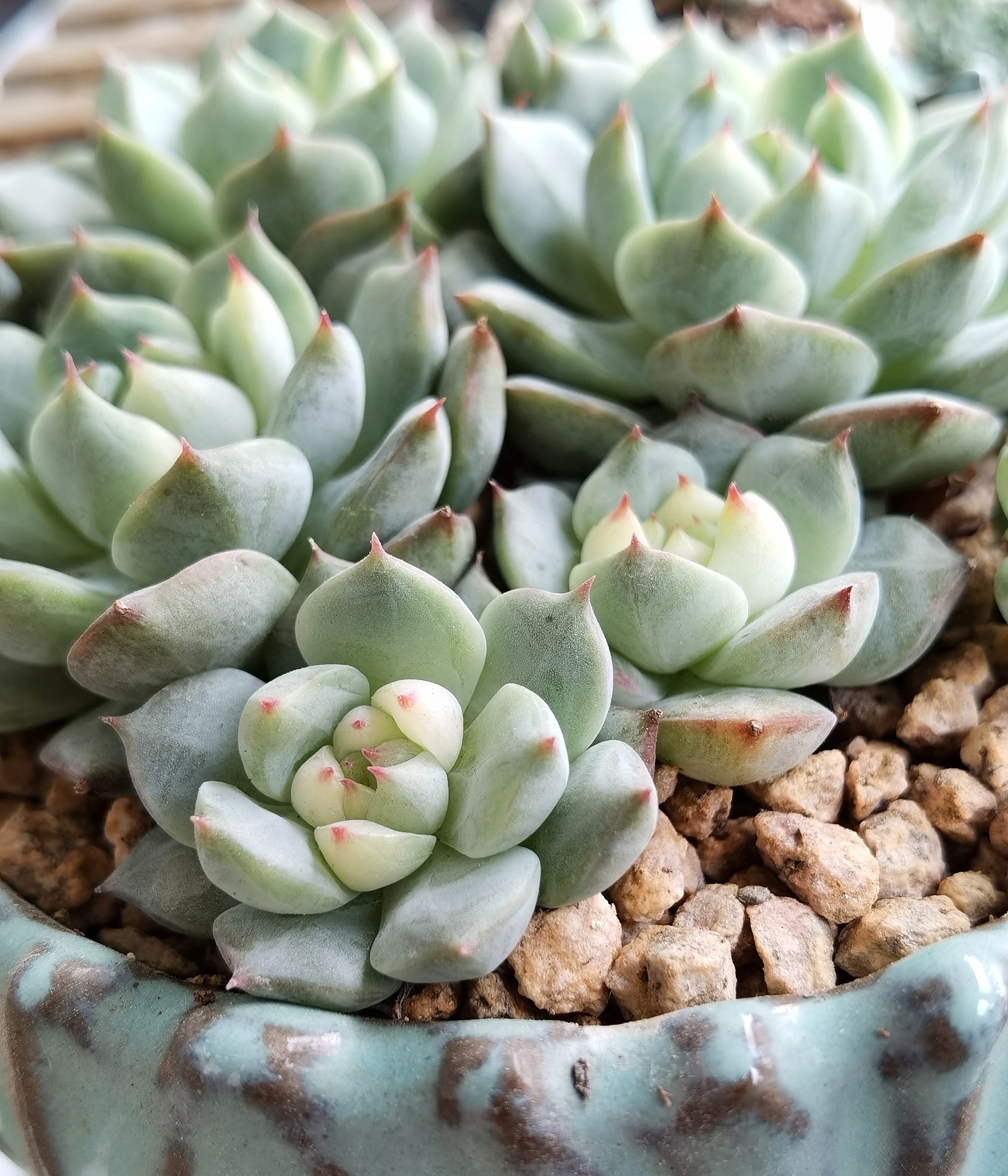 多肉植物# #我的植物朋友# #养花种菜小分队# 叶插长大的多肉tp:皆珑