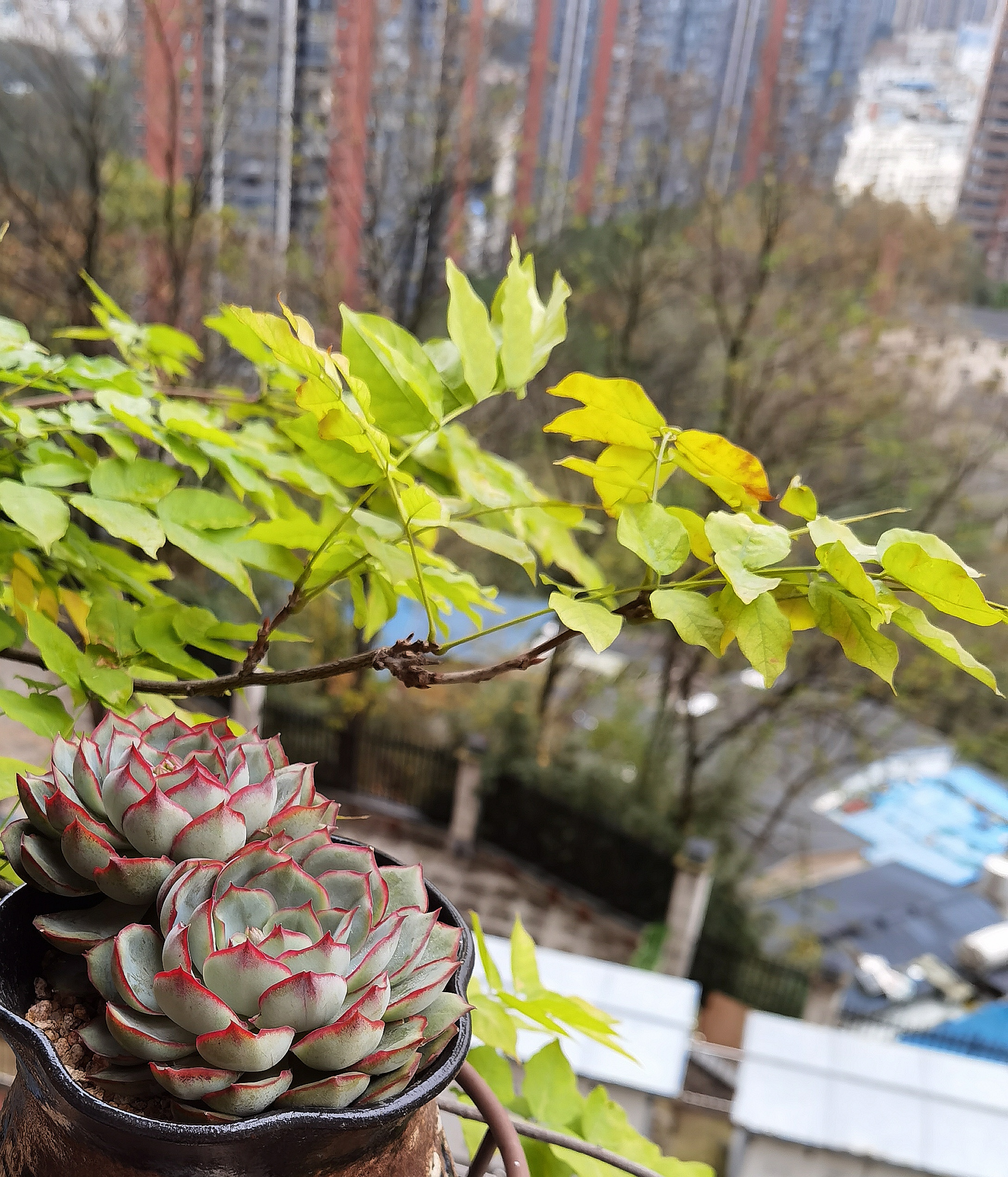 我的冬日养花种菜计划#冬天里的一抹新绿 枯藤老树新芽,野菜野草不死