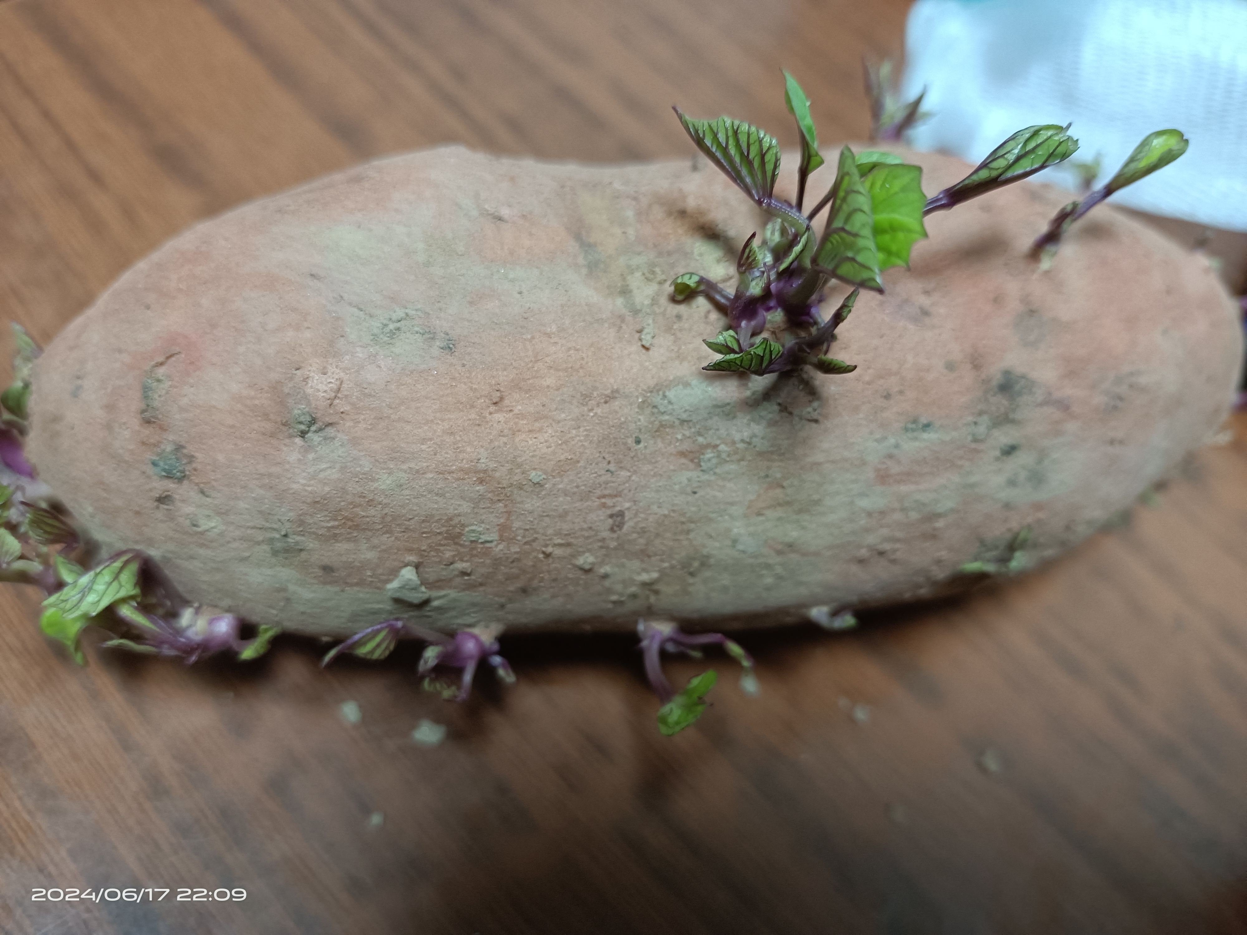 忽有一天发现,地瓜发芽了,改怎么种呢