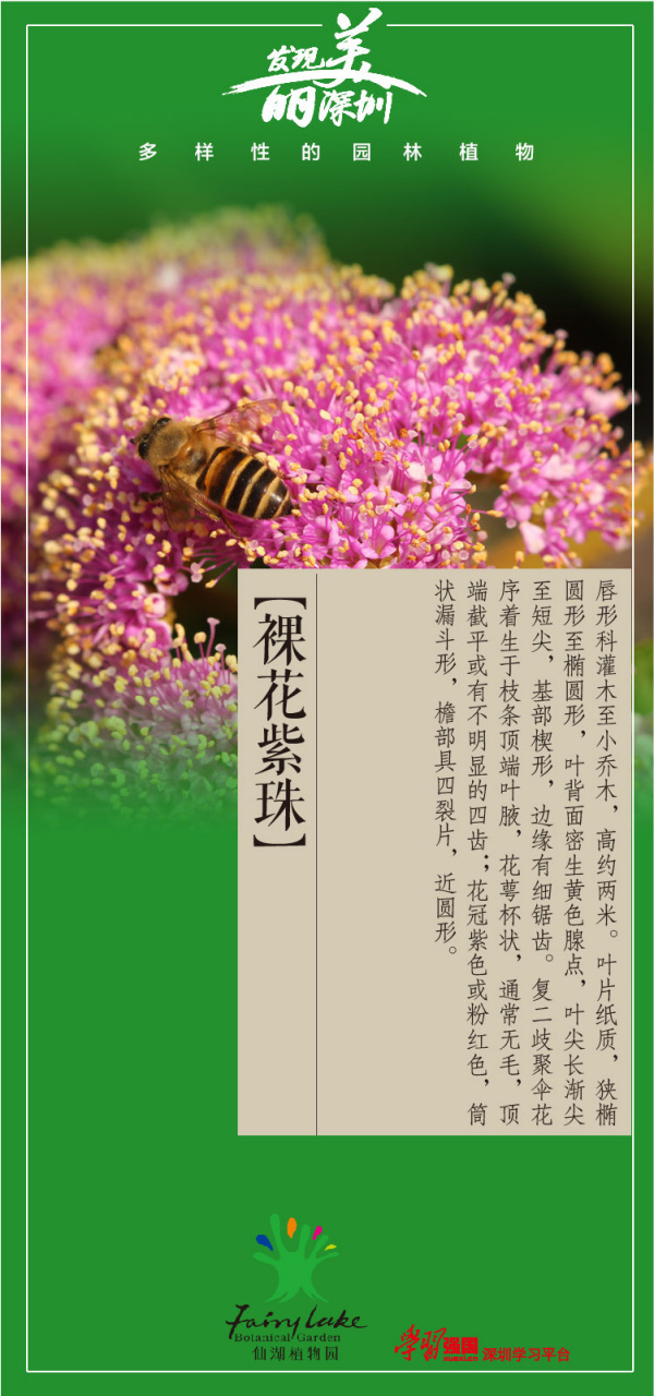裸花紫珠(callicarpa nudiflora)  唇形科灌木至小乔木,高约2米.