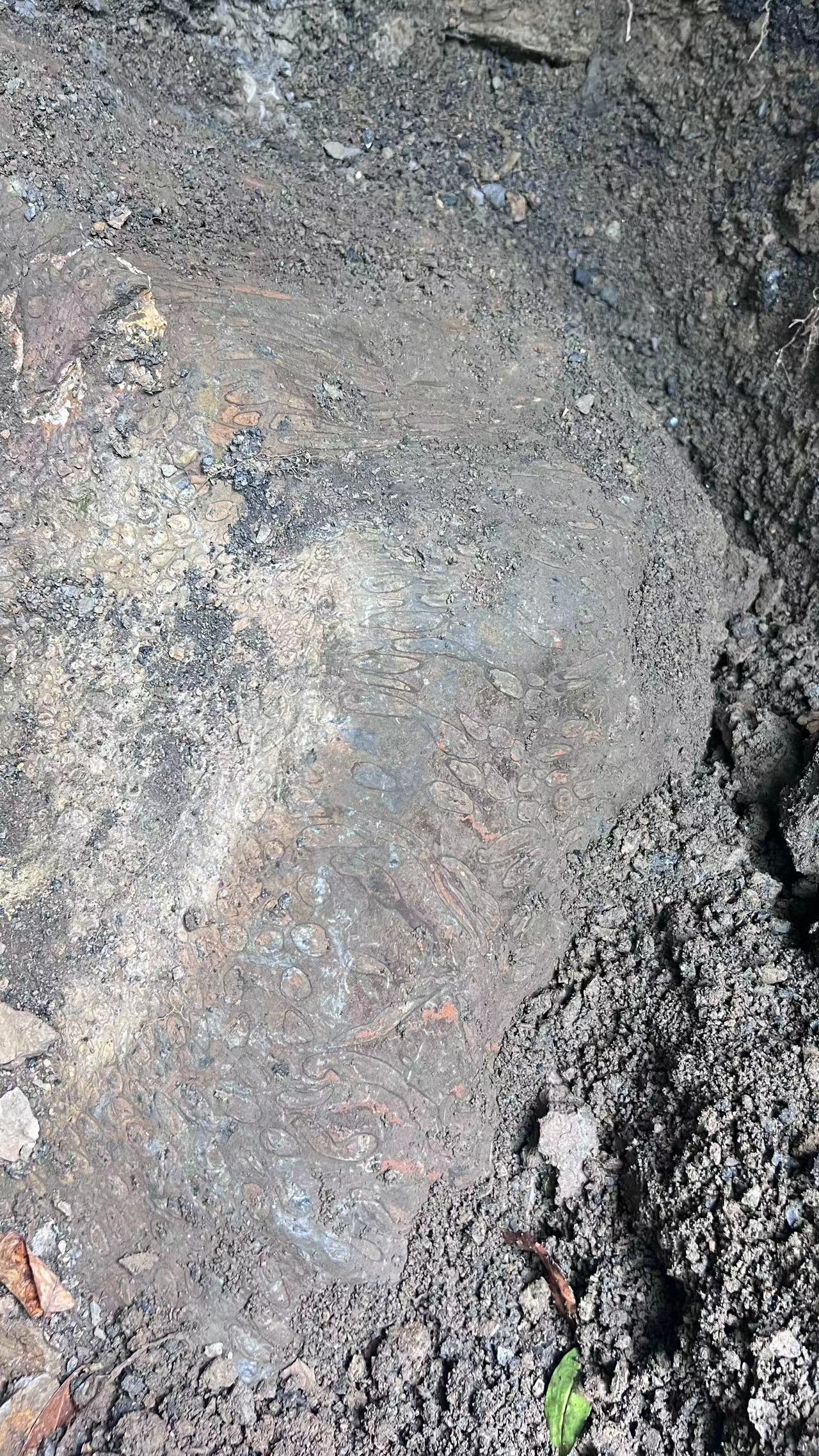 化石# 史上最大桫椤化石,重约4吨,纹理清晰保存度良好