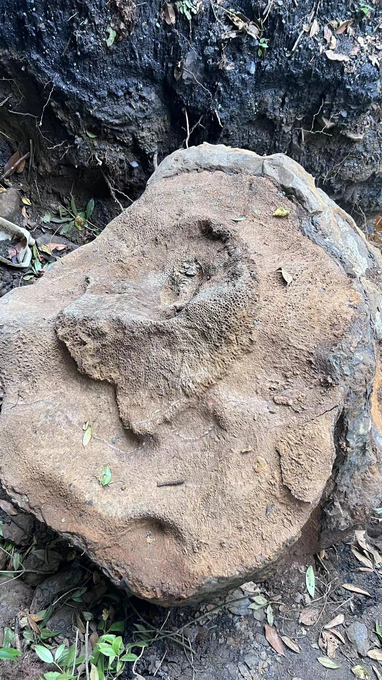 化石# 史上最大桫椤化石,重约4吨,纹理清晰保存度良好