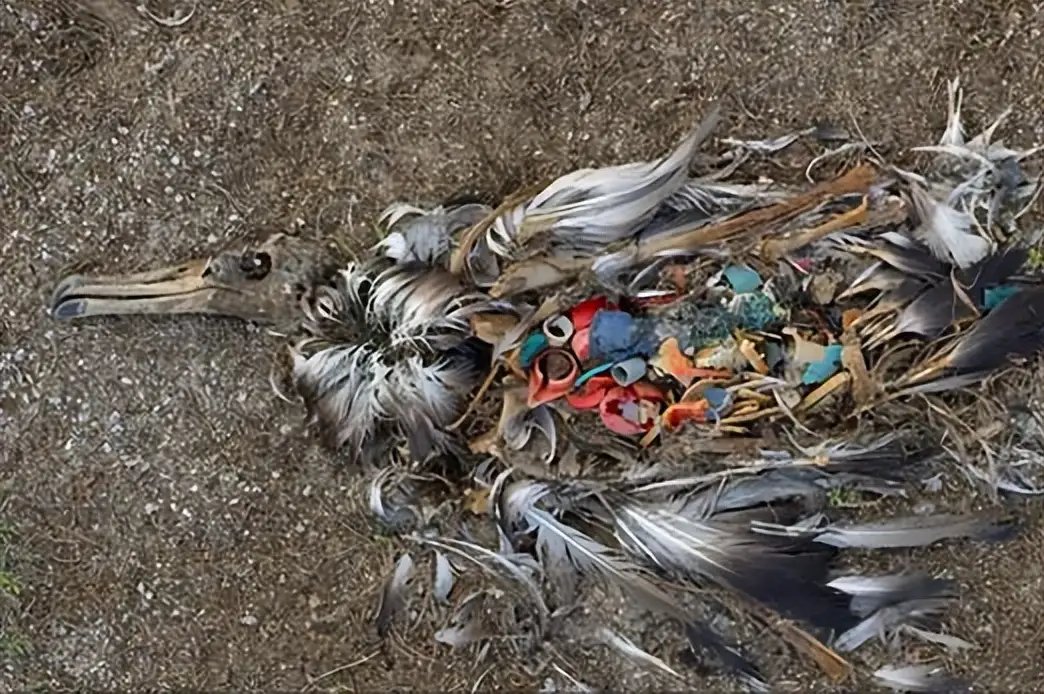 一只小鸟因为误食塑料垃圾而死亡