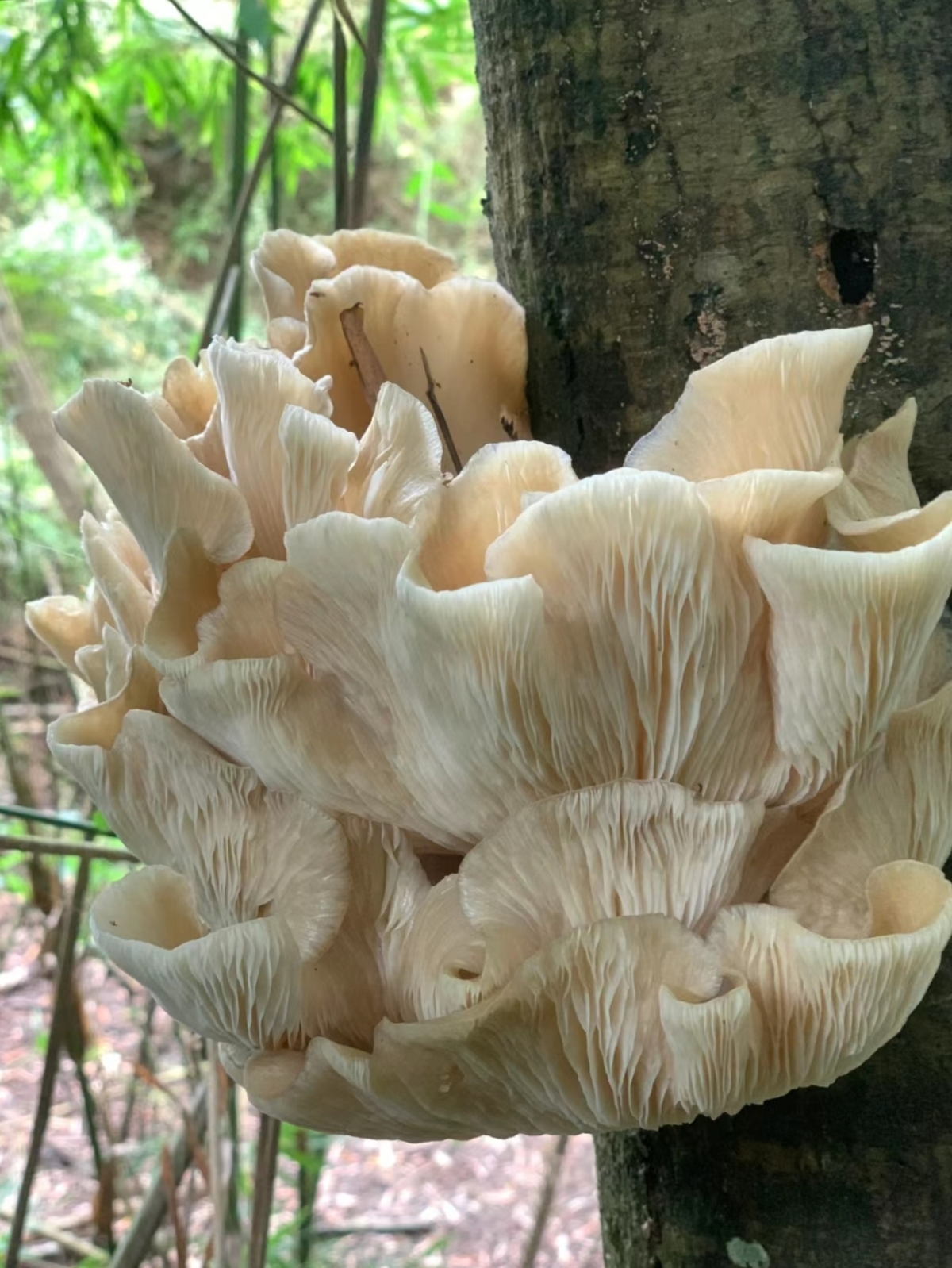 就是不知道能不能吃,有那位大神们知道这是什么蘑菇吗?