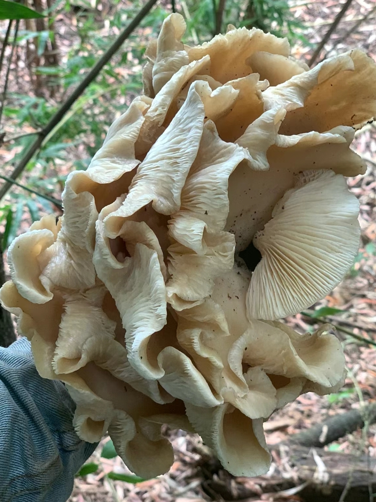 遇到野生中的极品了,竹林深处的蘑菇,长的也太大个了吧,白嫩可爱像朵