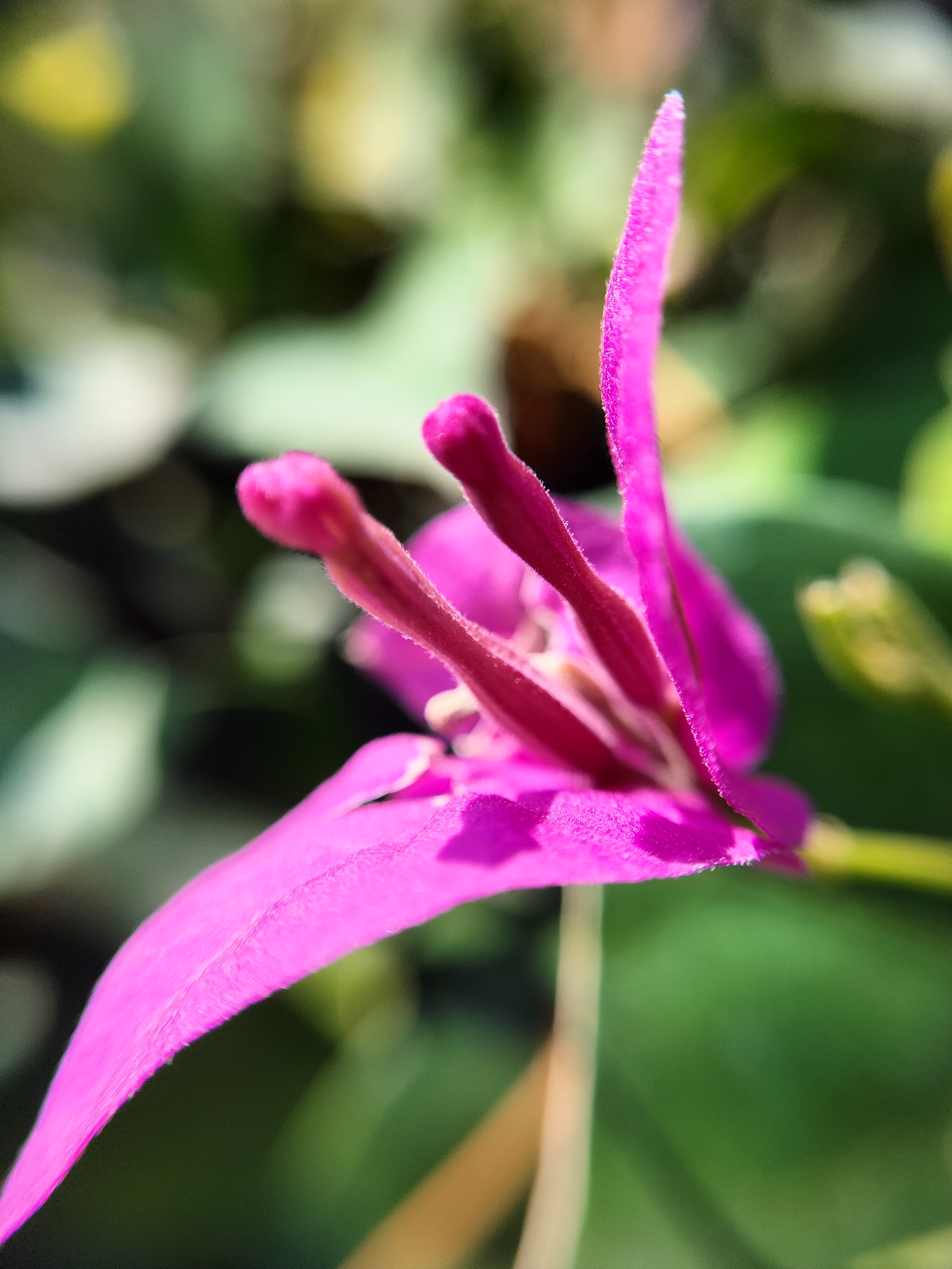 花长筒状的紫云杜鹃