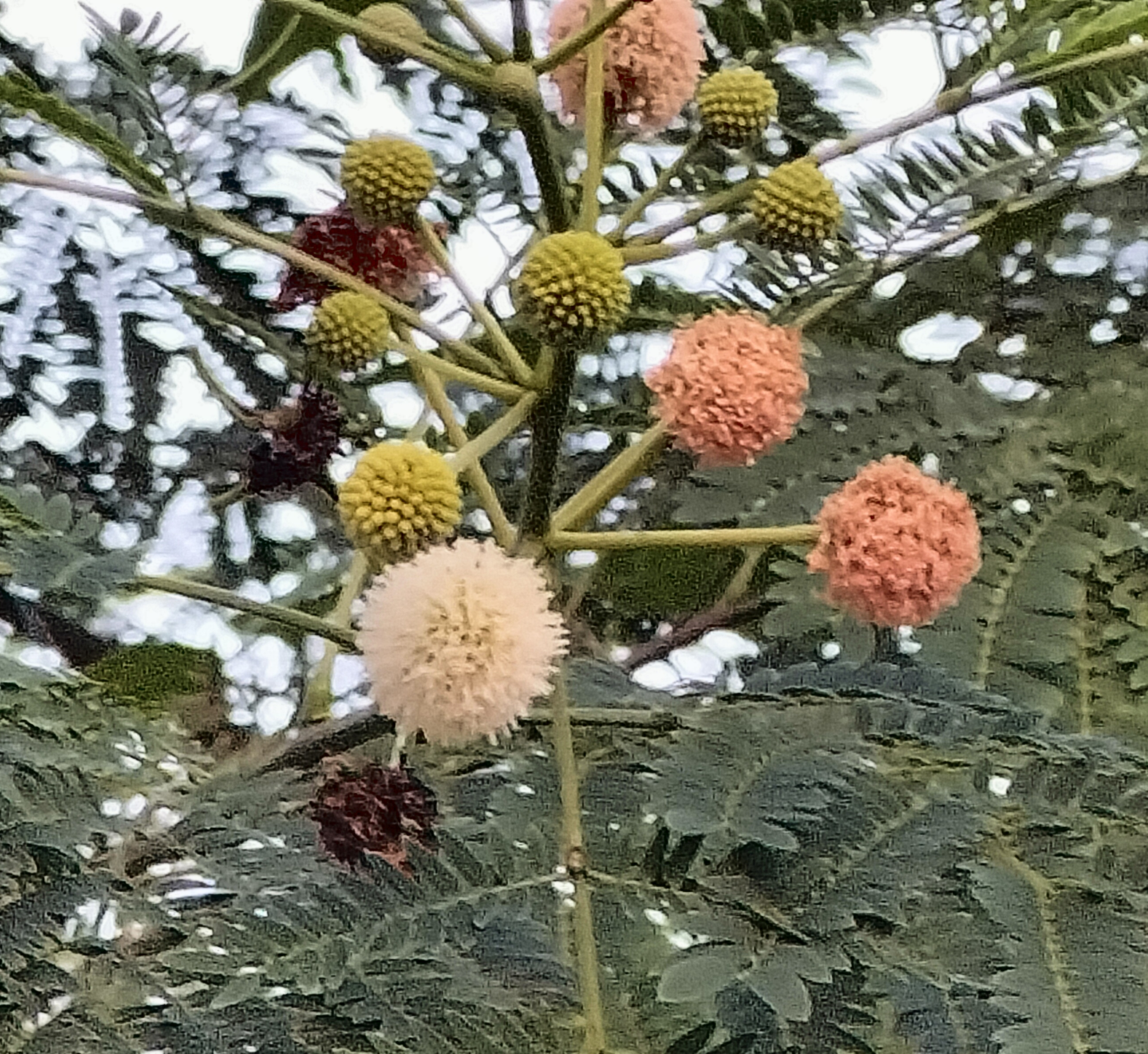 花似绒线球的银合欢