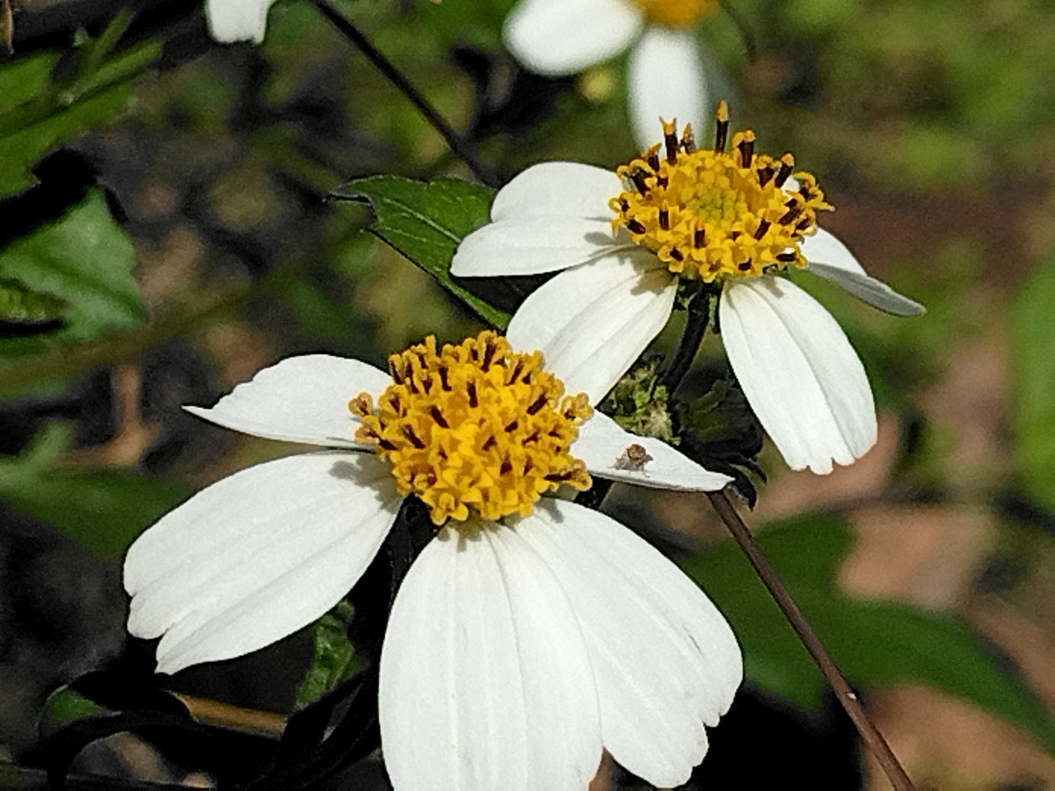 亦叫金盏银盘的鬼针草