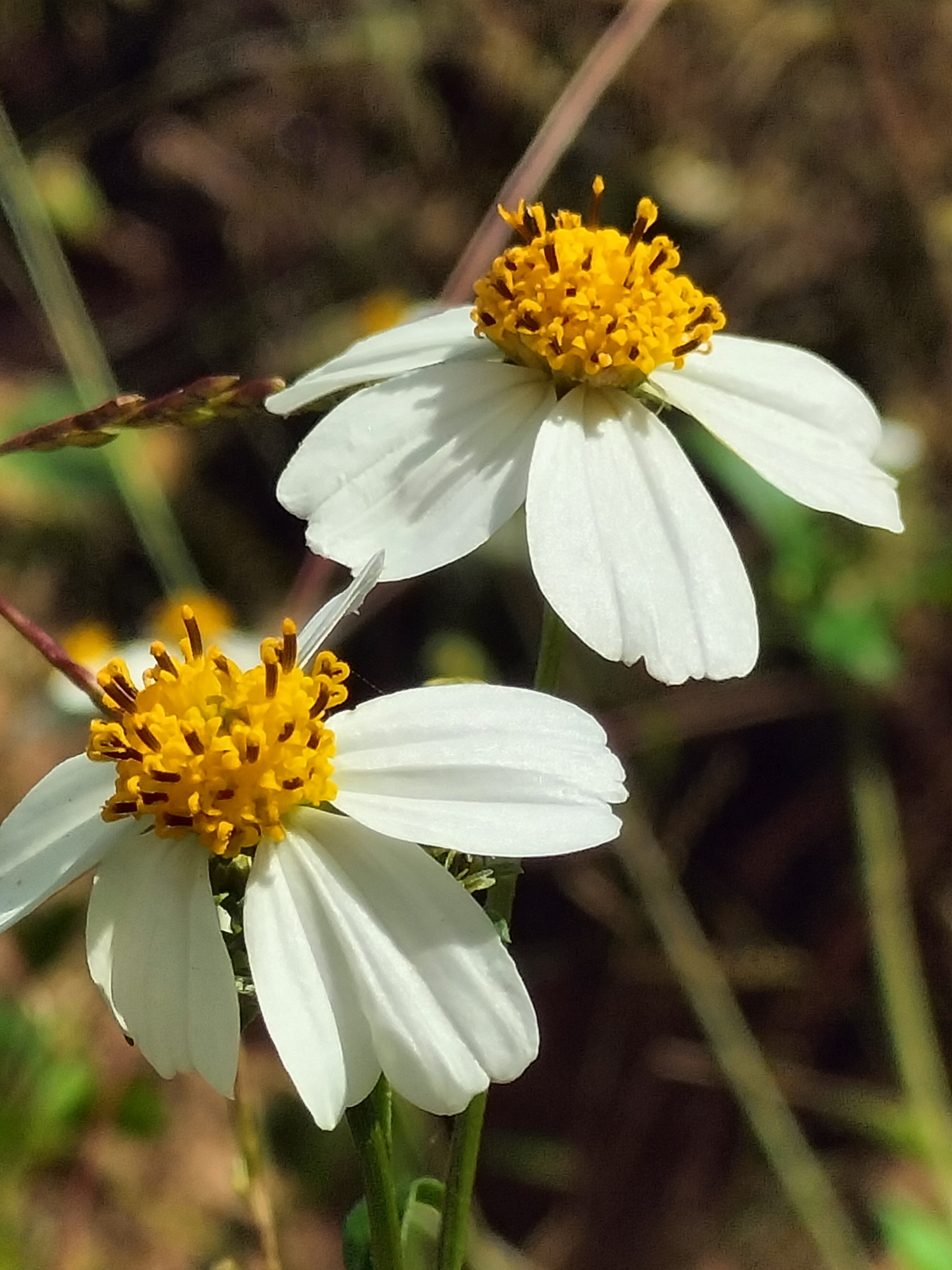 亦叫金盏银盘的鬼针草
