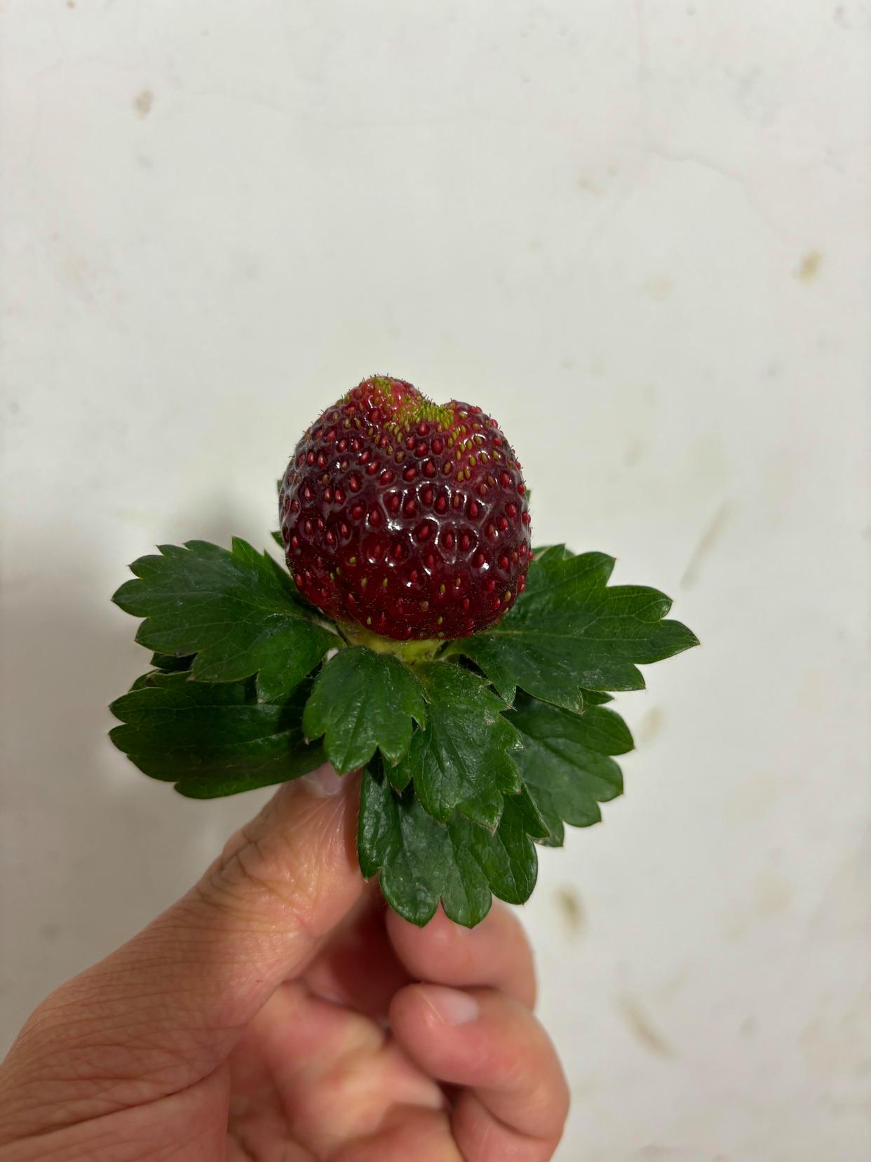 温岭黑珍珠草莓真红美玲