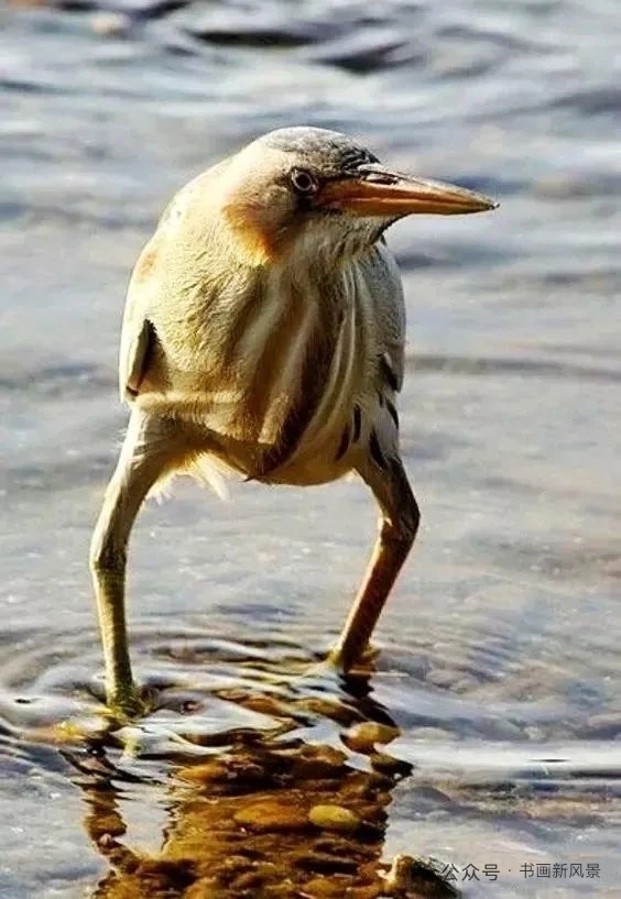 为何越懂事越委屈? 上善若水,水善利万物而不争