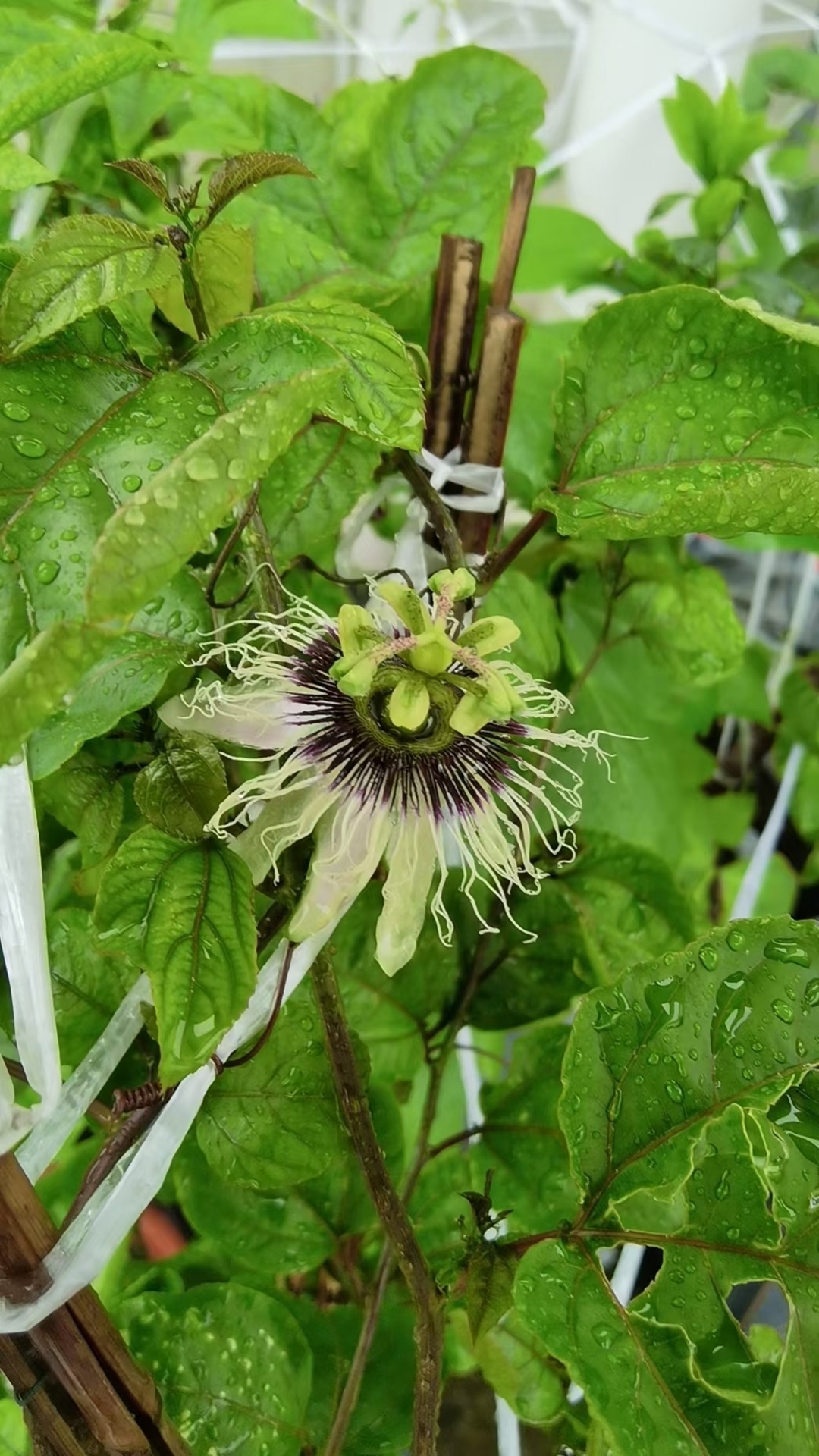 百香果开花初期图片图片