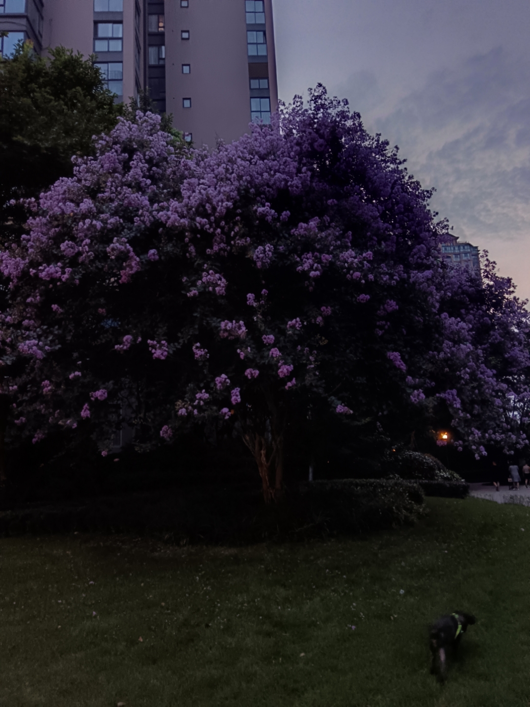 夜幕下的紫薇花树