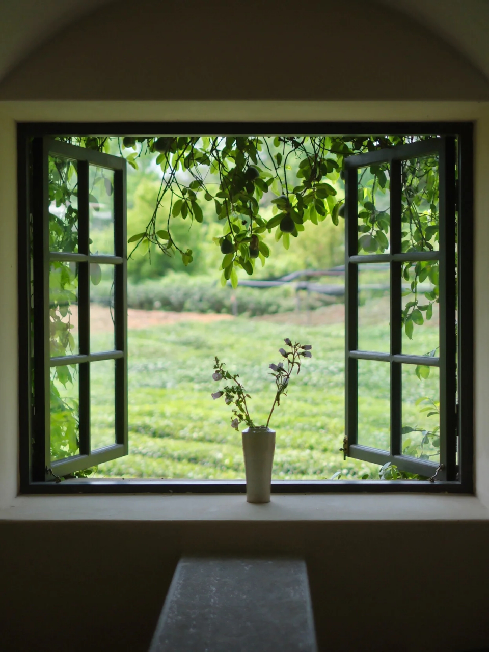 窗外的《春》图片绿满窗前草不除西北风从窗户呗进的图片窗口图片一扇