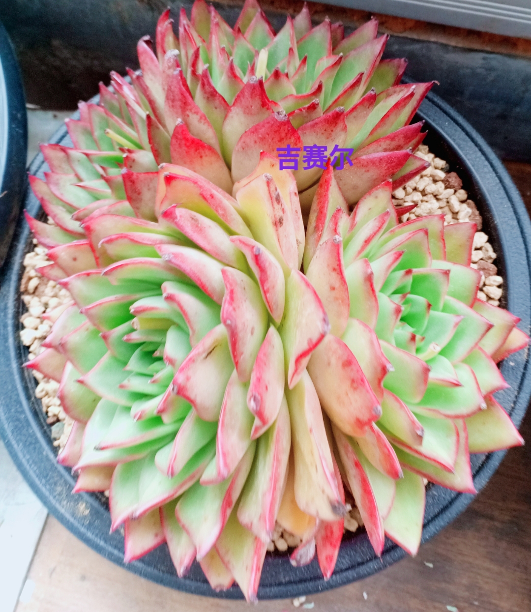 "吉赛尔,多肉中的精灵,绿与红的舞者.