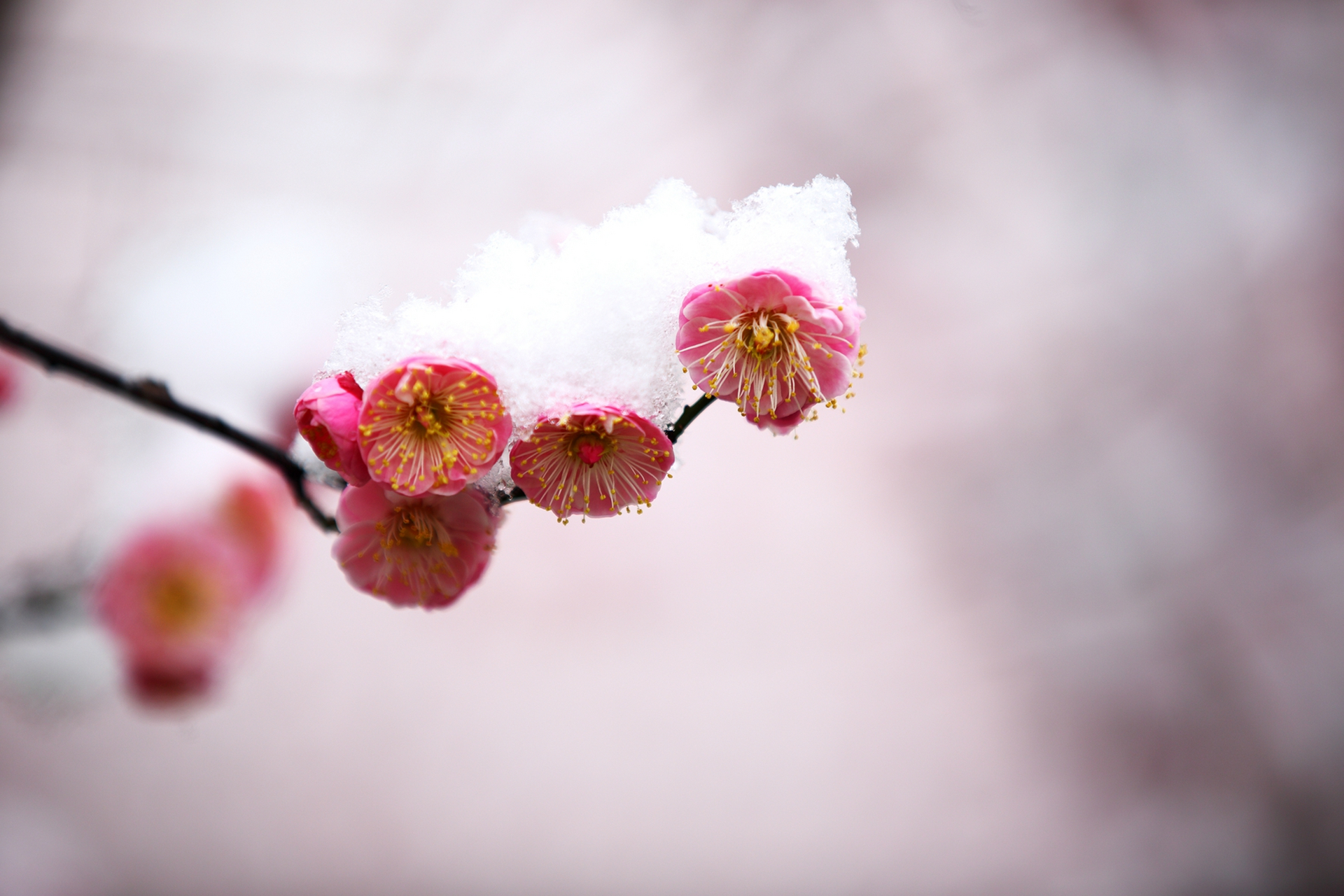 雪中红梅