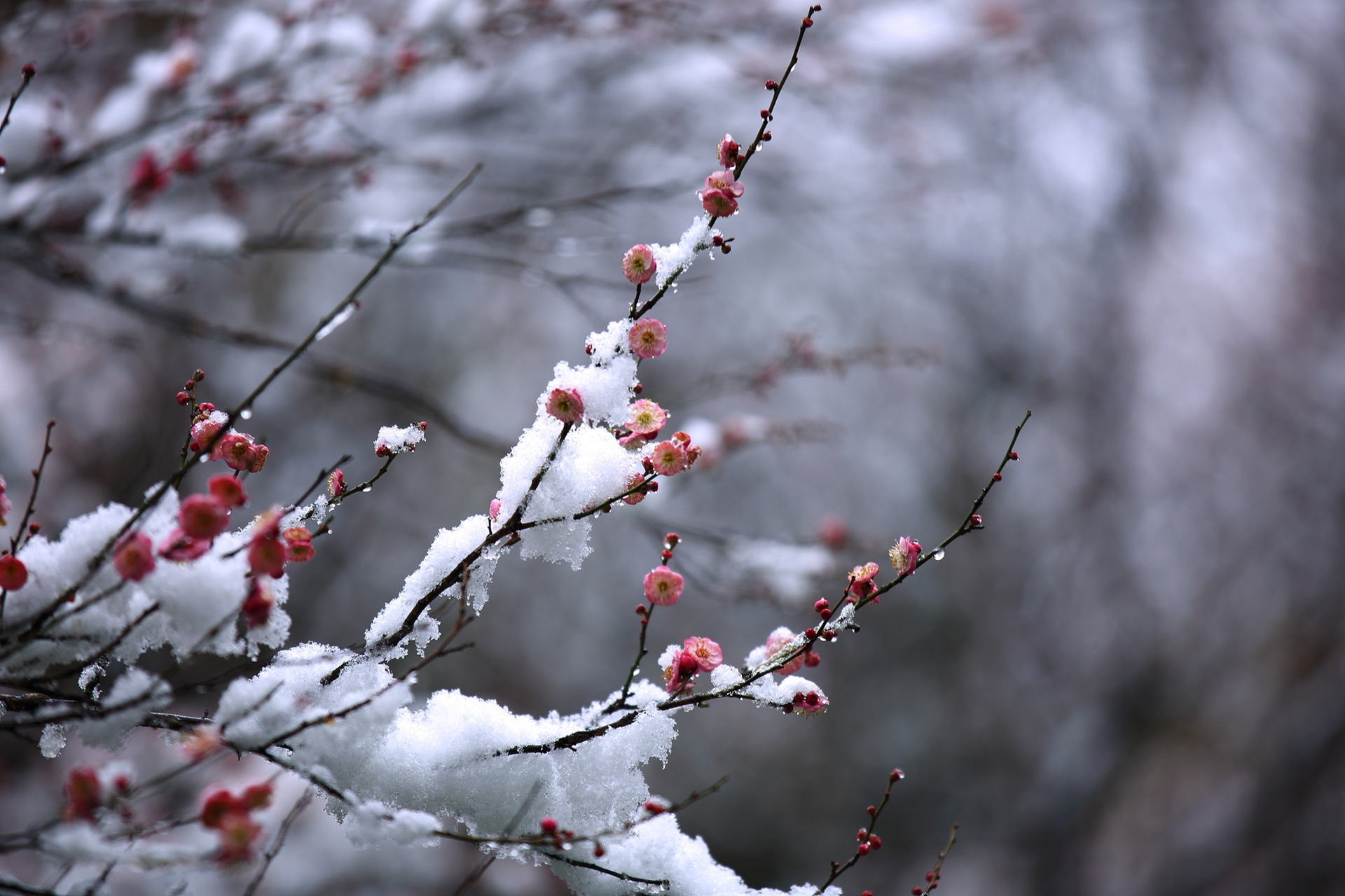 雪中红梅