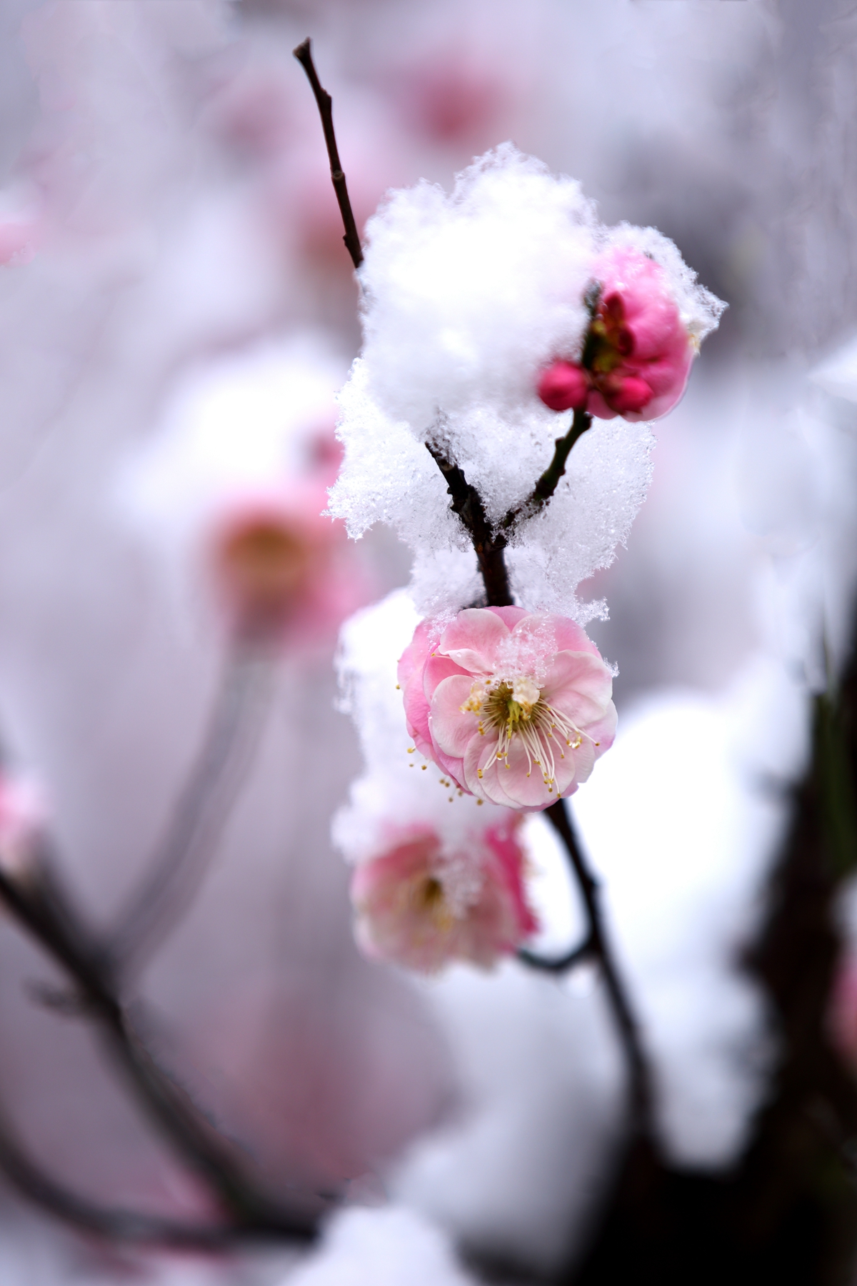 雪中红梅图片大全图片