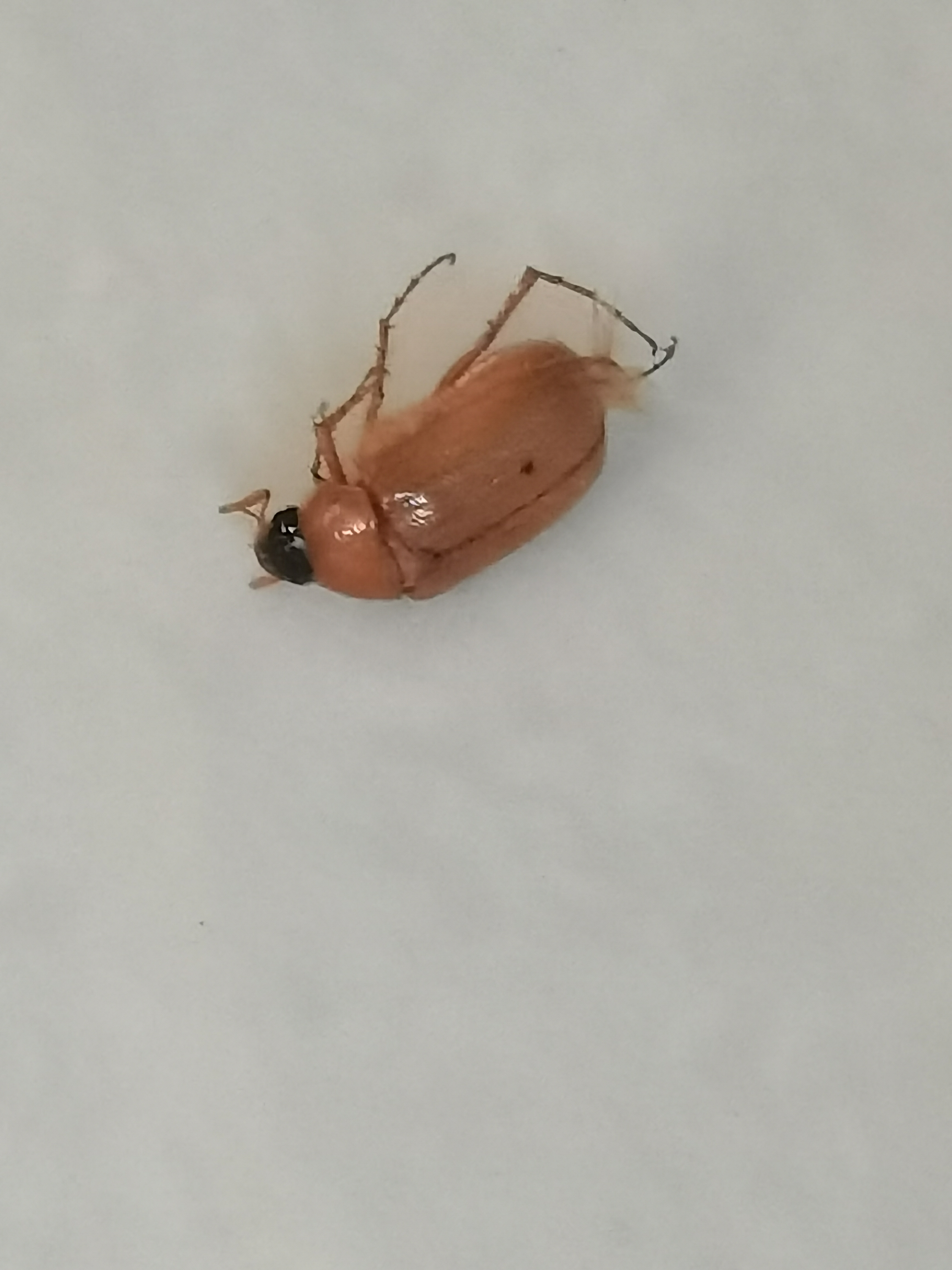 有没有大神知道这是什么虫子,壳子挺硬的,吓死了