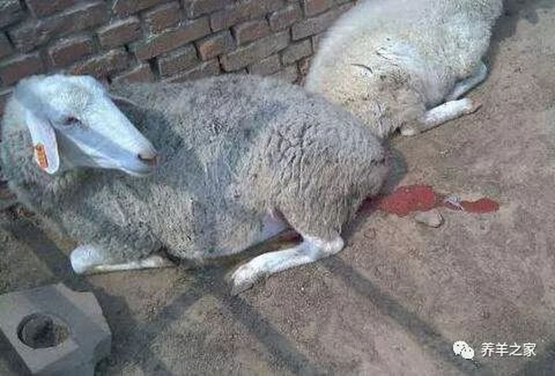 母羊不同原因流产症状分析 流产的病因判别 1物理性的,发生在羊羔妊娠