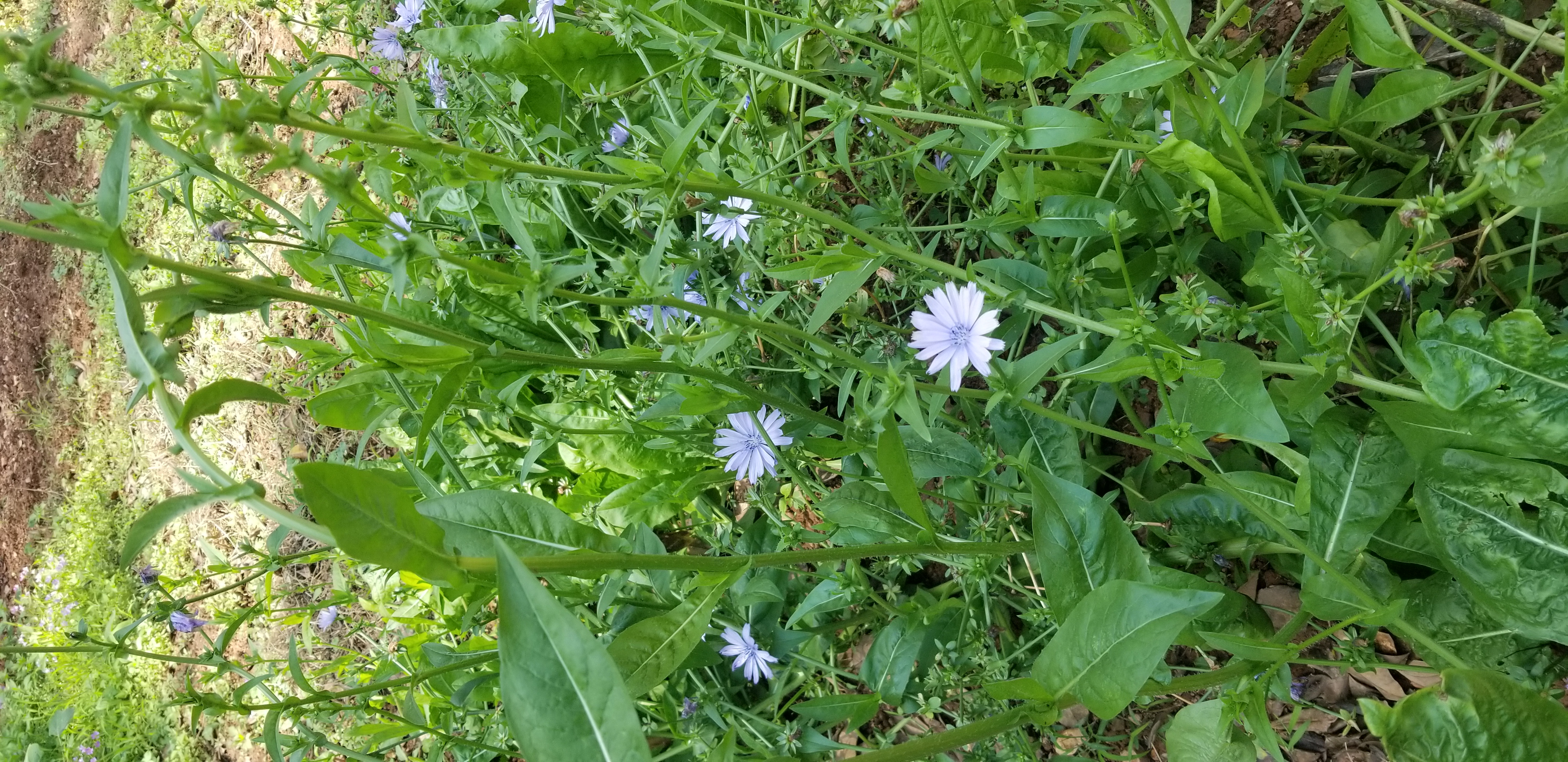 种了一整年的将军菊,这可是我家那只小白的粮食.