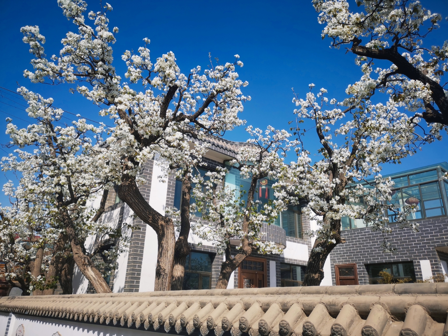 夏日慢慢游#   兰州 | 什川梨园  春夏之交,又到了去什川梨园赏花的