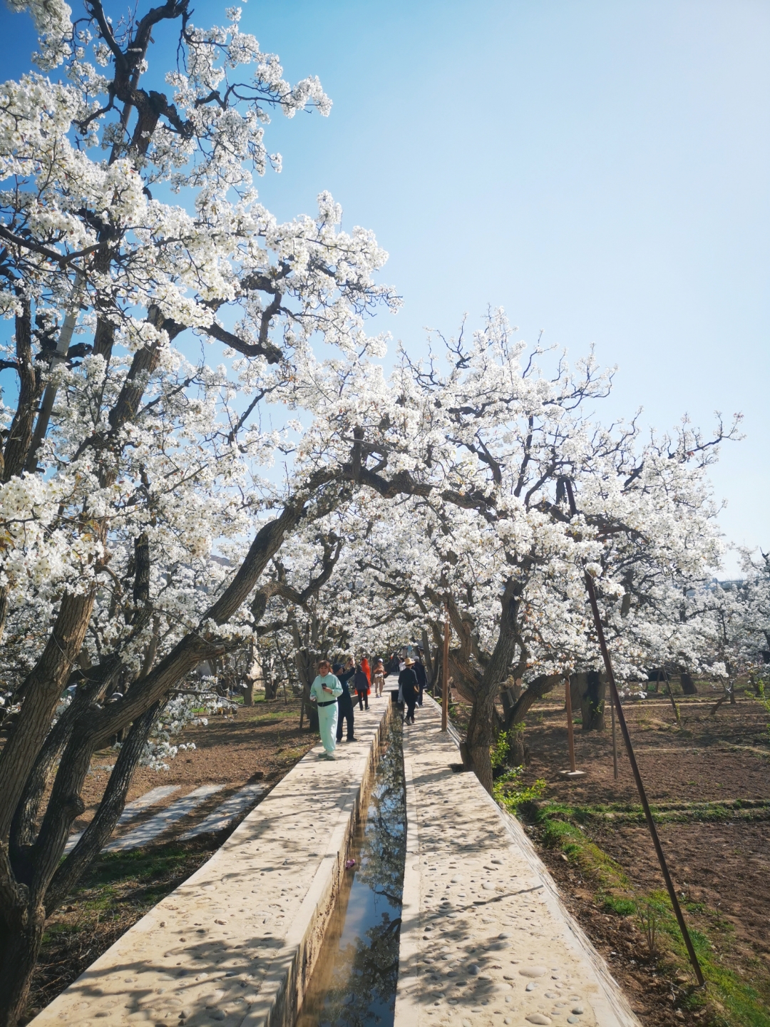 兰州什川梨园最佳季节图片