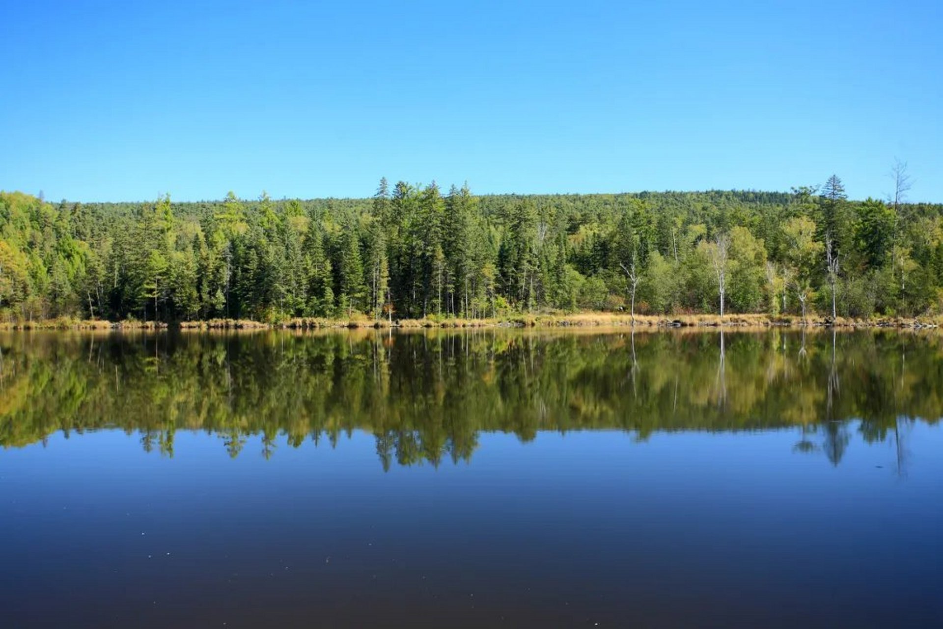 万物皆可云# 伊春五营国家森林公园是红松原始森林保持最完好的地方