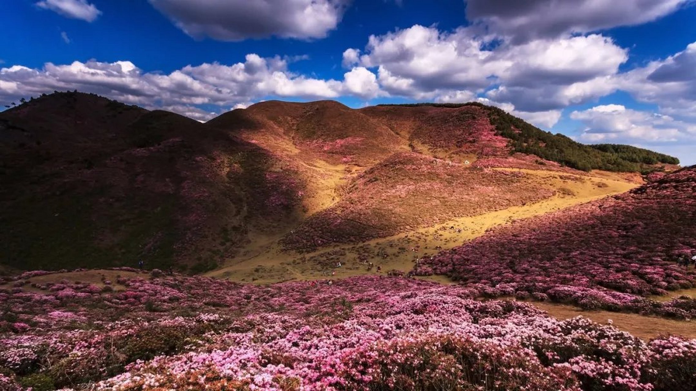 春日心愿旅行地# 每年的杜鹃花开之际,就是马鹿塘化身花海的时候,一