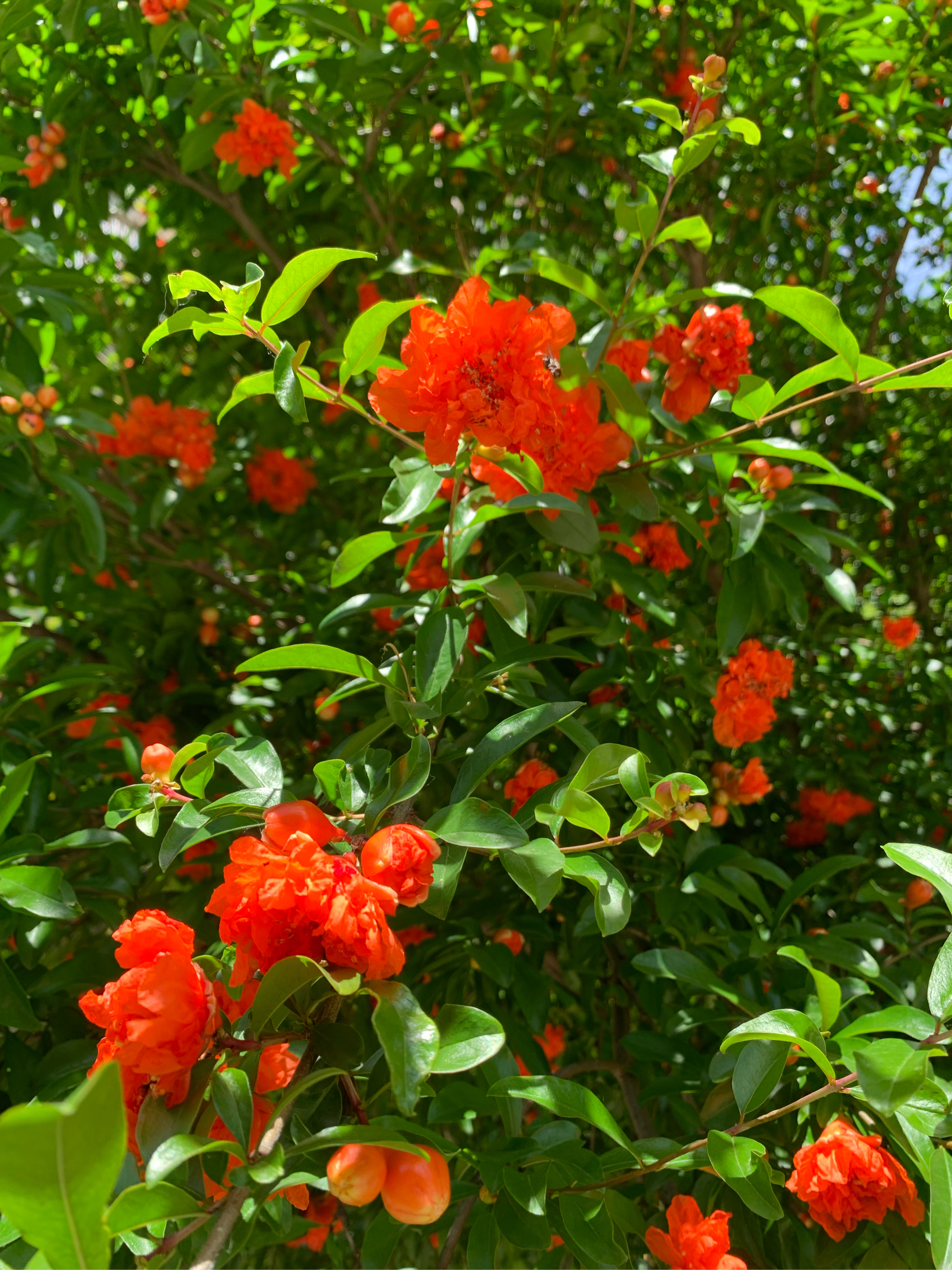 榴莲树开花图片大全图片