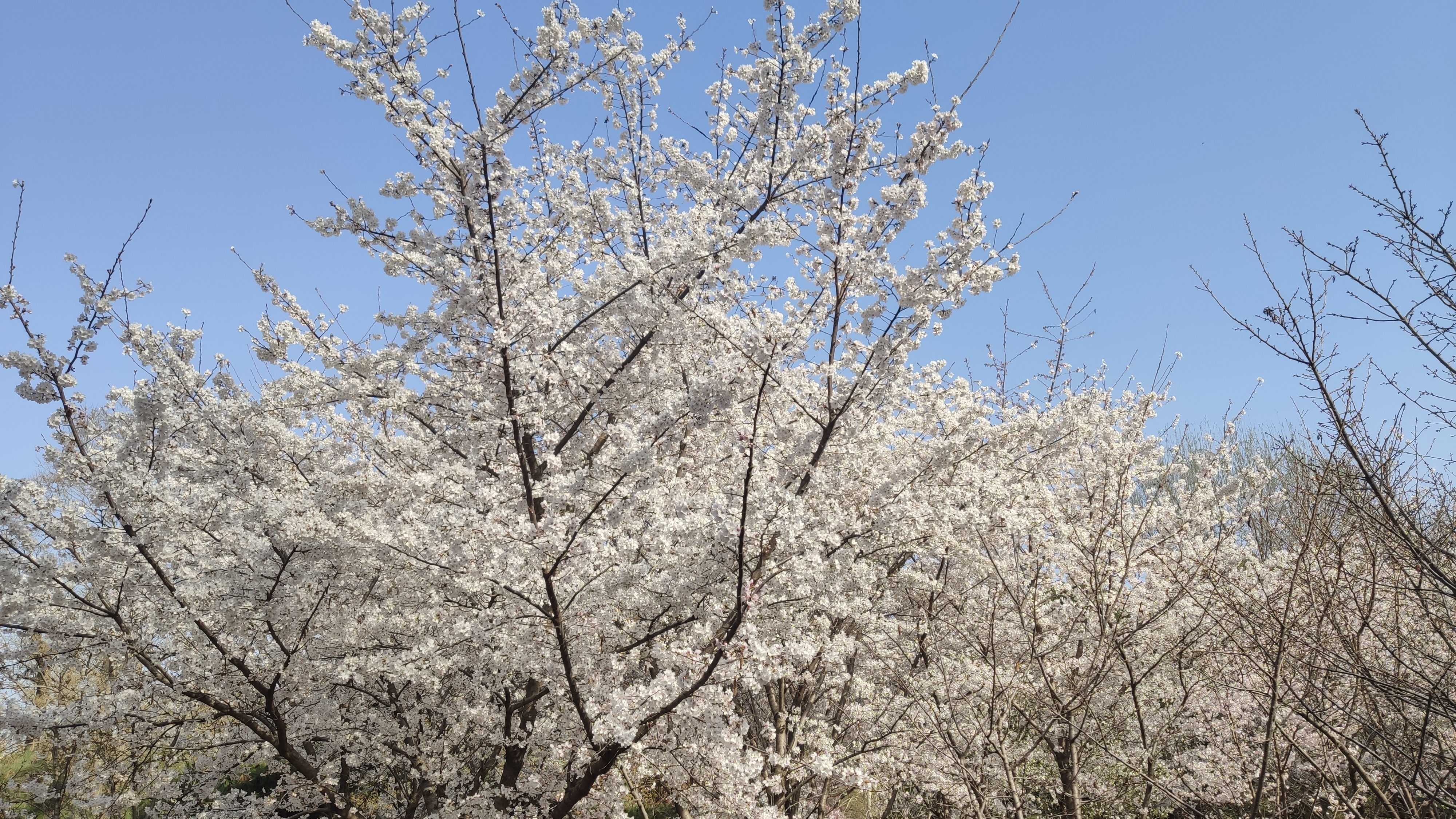 郑州市人民公园樱花图片