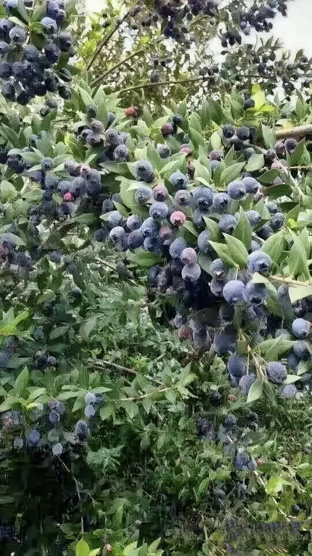 长得像蓝莓的果子图片