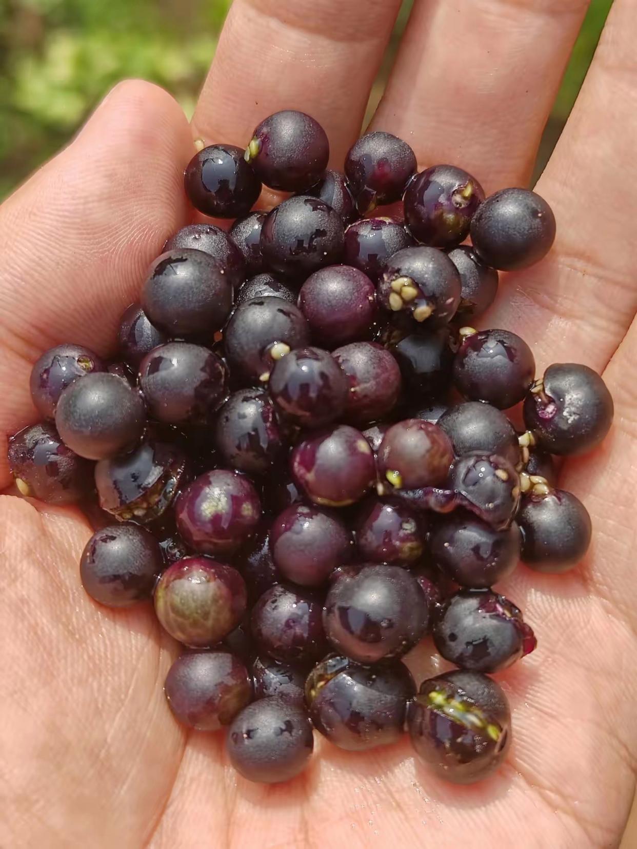 记得小时候这种果子到处可见,现在少见了,不知道是不是受农药化肥的