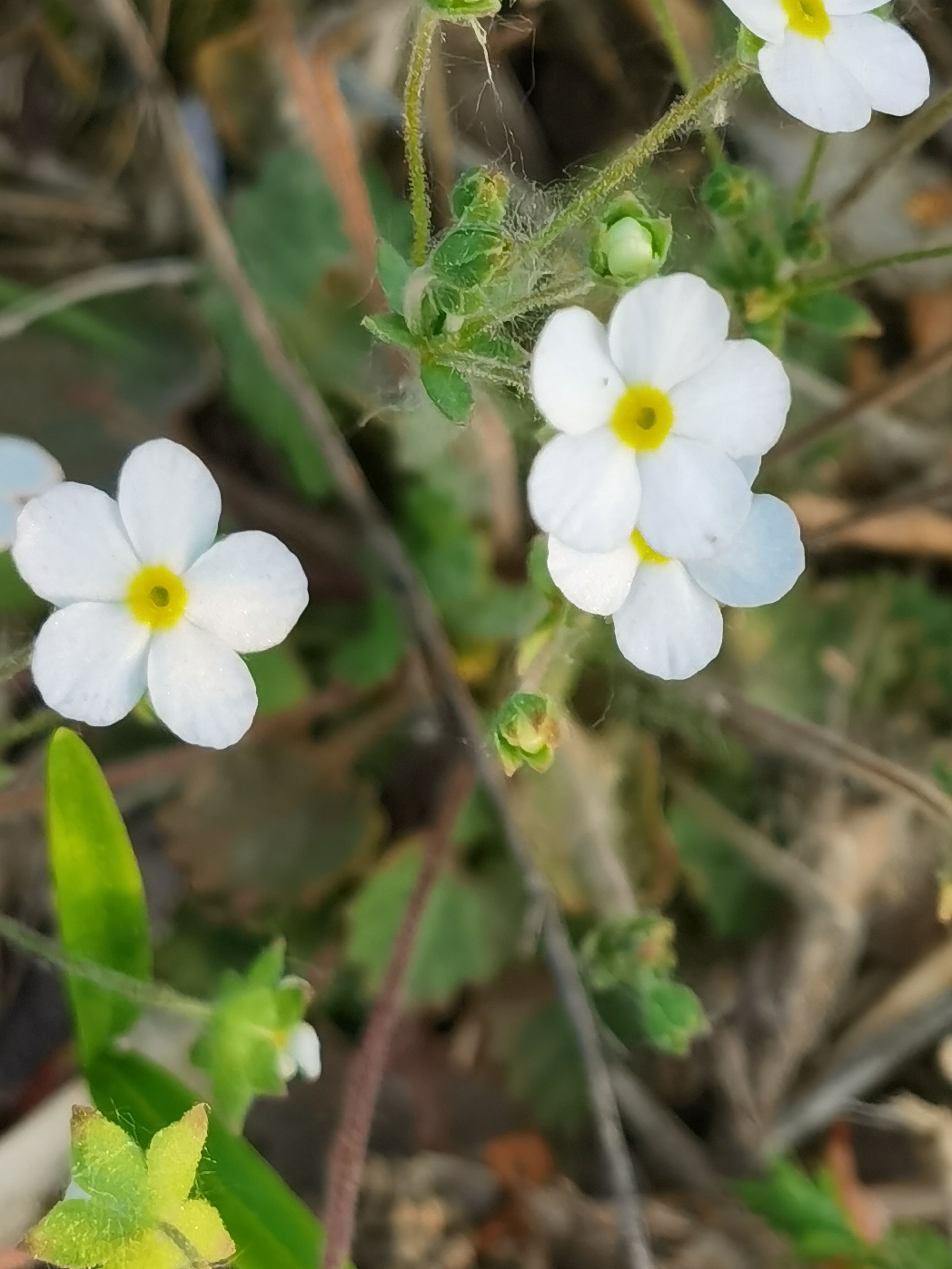 报春花目报春花科的点地梅,枝纤叶小,花朵虽小,但亭亭玉立.