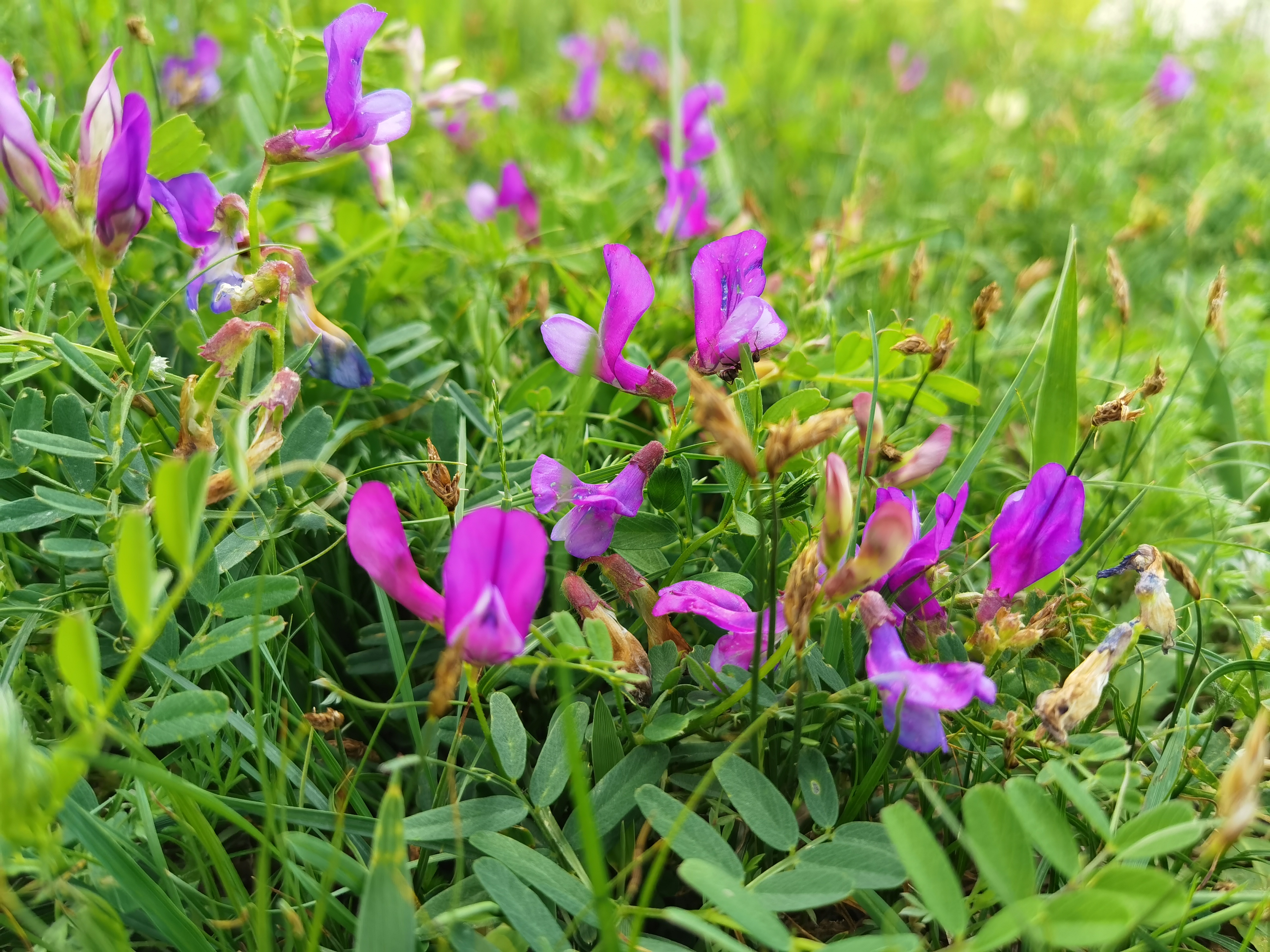 野豌豆,是豆科,野豌豆属多年生草本植物